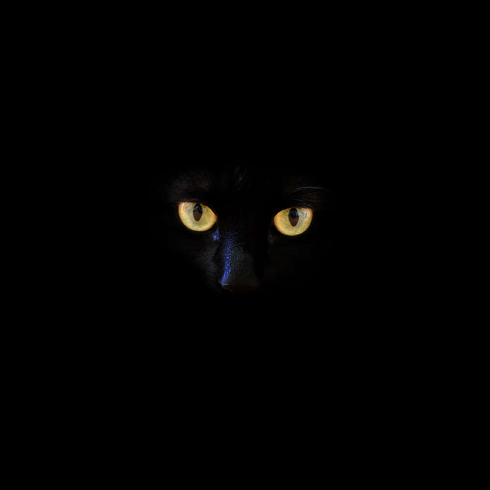 Cat Eyes 桌布 壁紙 — 一隻黑貓發光的黃色眼睛從完全的黑暗中凝視，營造出詭異而神秘的氛圍。