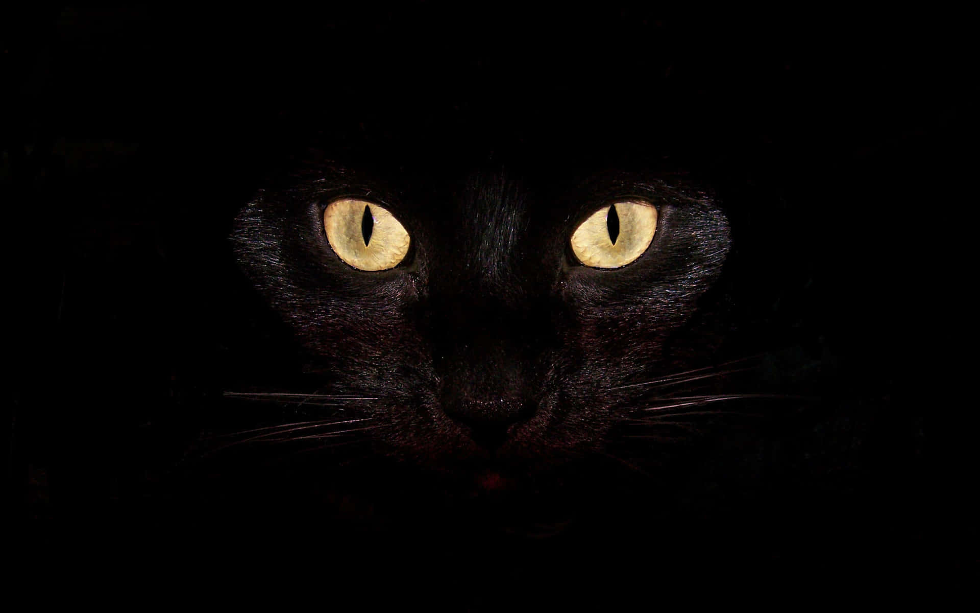 Cat Desktop 桌布 壁紙 — 一隻黑貓發光的黃色眼睛從完全的黑暗中強烈凝視，營造出神秘而詭異的氛圍。