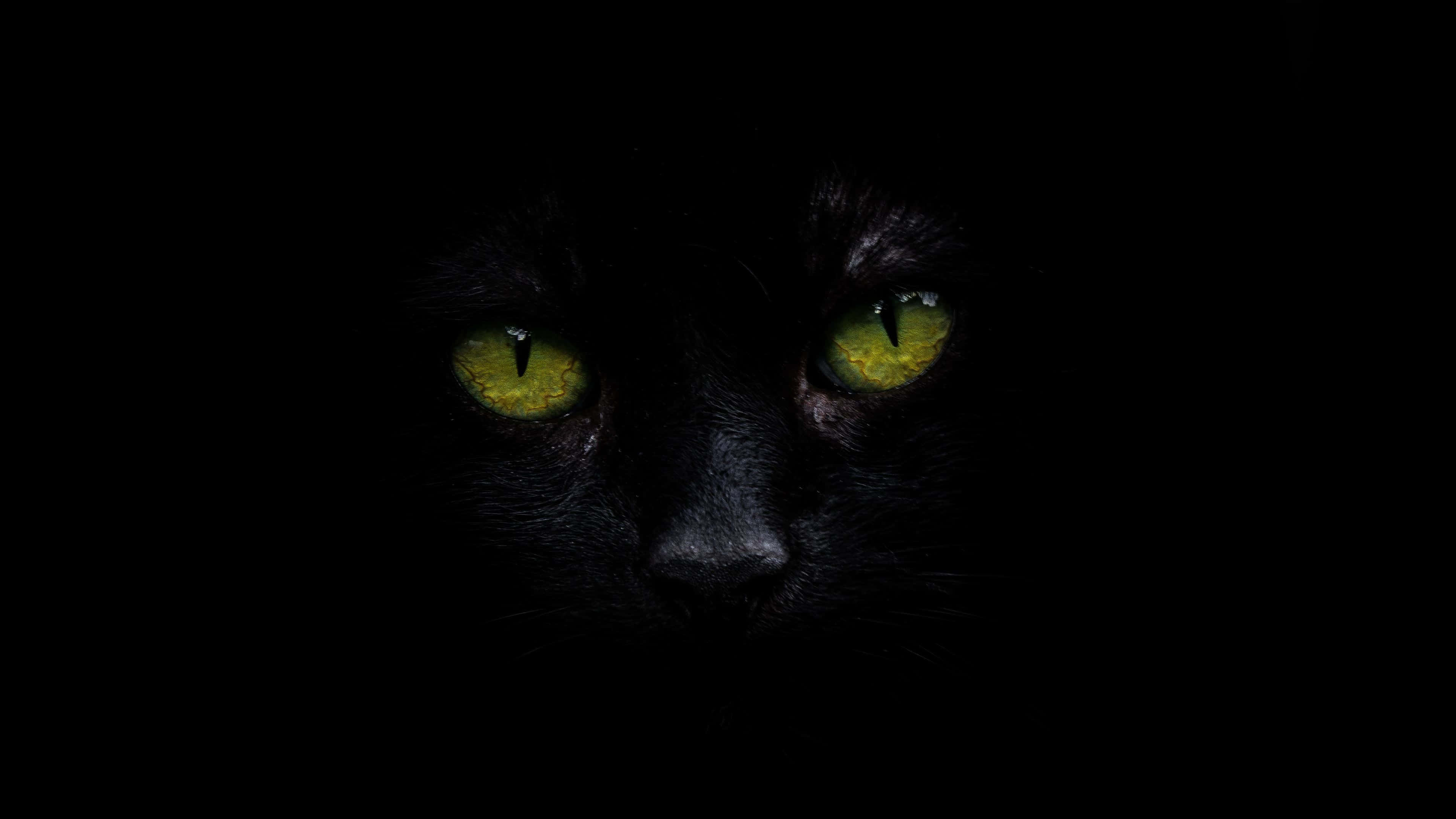 動物 桌布 壁紙 — 一隻黑貓發光的黃色眼睛從完全的黑暗中強烈凝視，營造出神秘而詭異的氛圍。