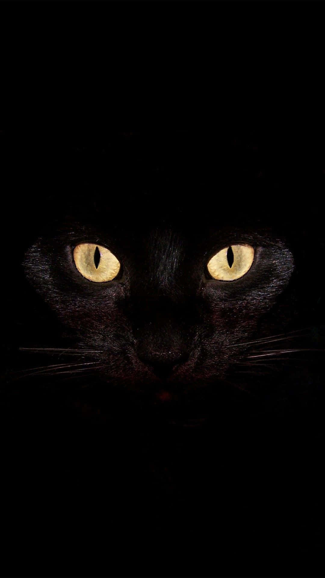 Spooky iPhone 桌布 壁紙 — 一隻黑貓發光的黃色眼睛從完全黑暗中強烈凝視，創造出神秘而令人難忘的肖像。