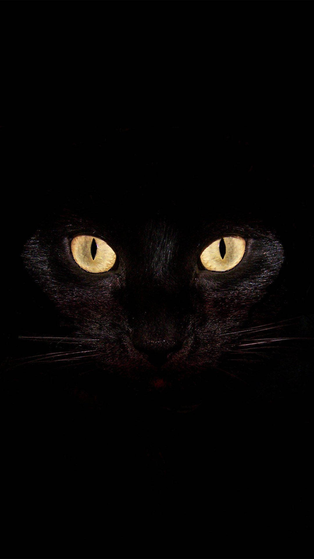 Scary Halloween iPhone 桌布 壁紙 — 一隻黑貓發光的黃色眼睛從完全黑暗中強烈凝視。