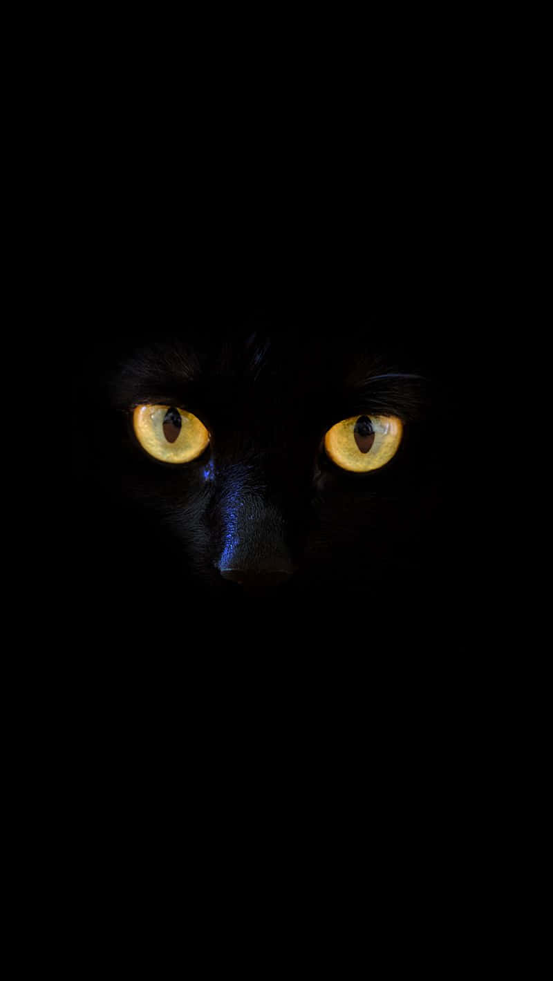 Cat Eyes 桌布 壁紙 — 一隻黑貓發光的黃色眼睛從完全黑暗中強烈凝視，營造出神秘而令人難忘的焦點。