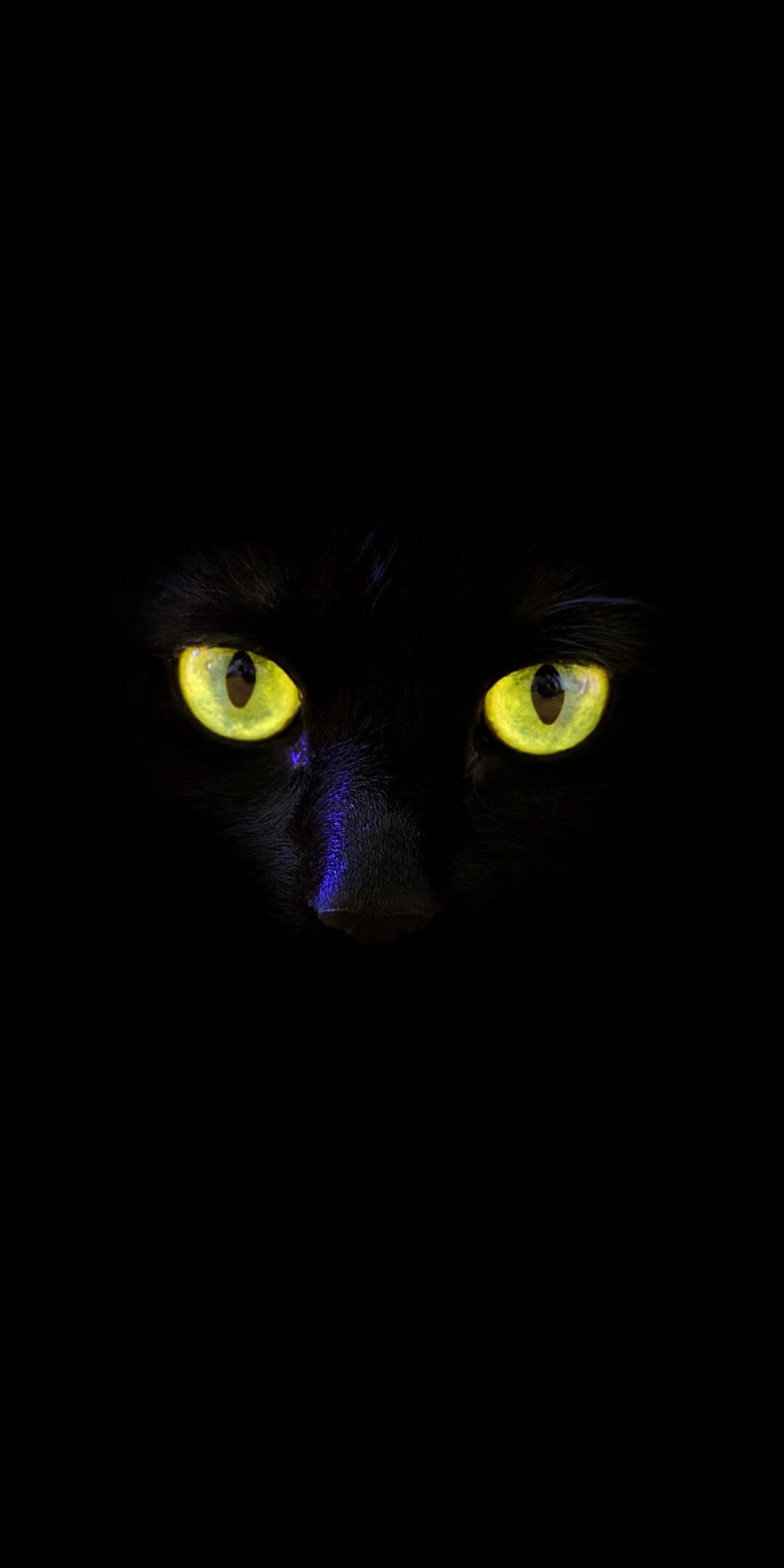 black cute girly 桌布 壁紙 — 一隻黑貓發光的黃色眼睛從完全黑暗中強烈凝視，鼻子上帶有一絲紫色。