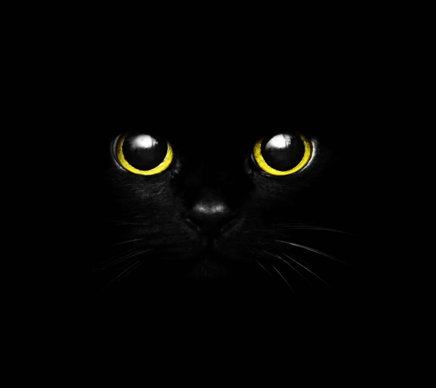 Cute Dark 桌布 壁紙 — 一隻黑貓發光的黃色眼睛從完全黑暗中強烈凝視，營造出神秘而詭異的氛圍。