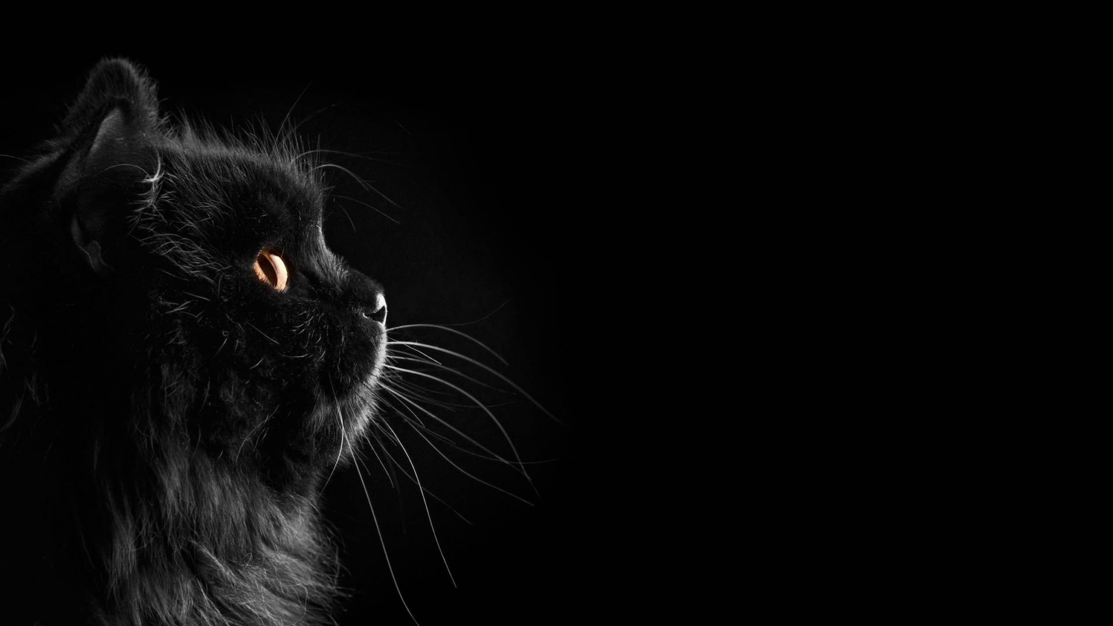 Cute Cat HD 桌布 壁紙 — 一隻黑貓的側影在漆黑背景中微微發光，琥珀色的眼睛捕捉到光線。