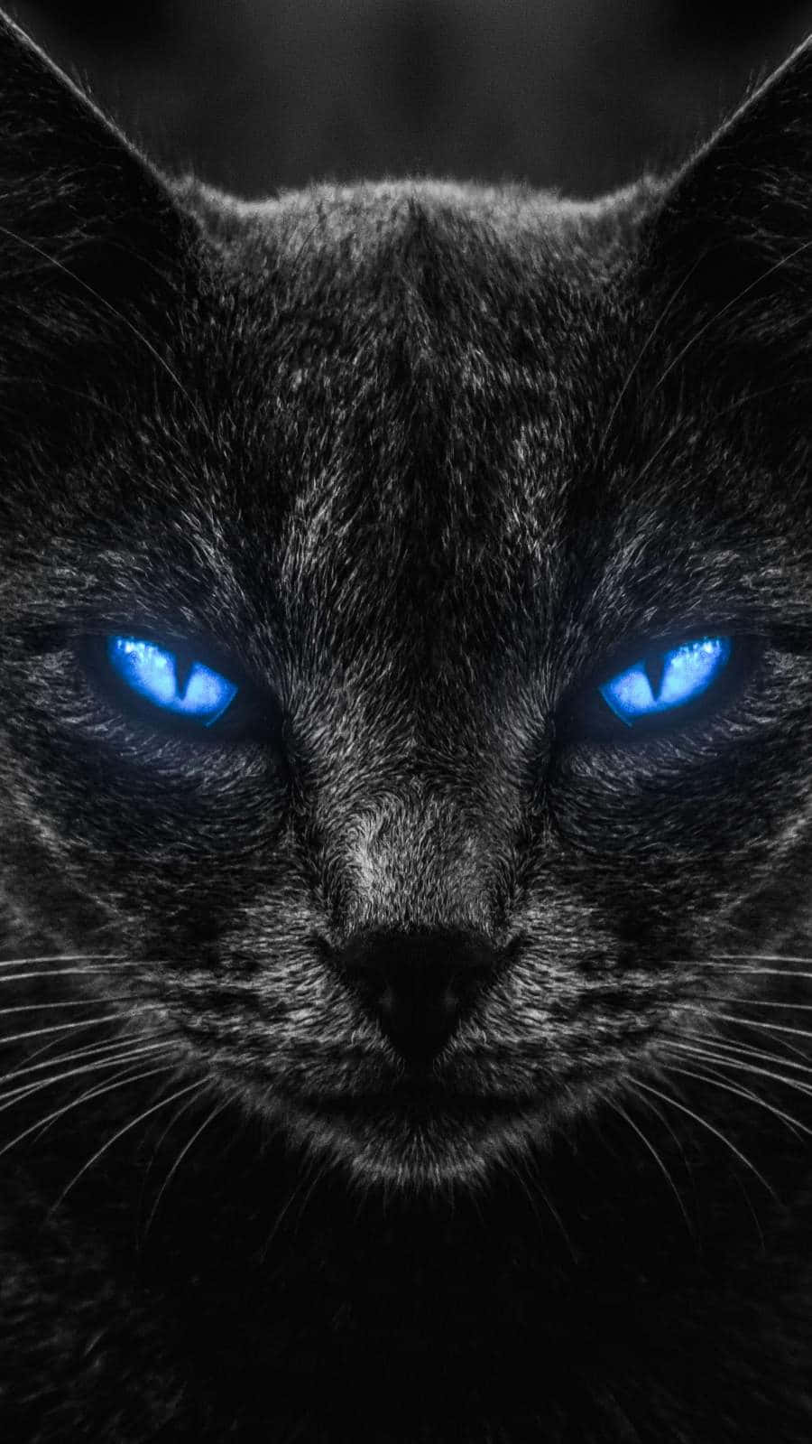 Cat Eyes 桌布 壁紙 — 一隻黑貓的特寫，擁有發光的藍色眼睛，在黑暗模糊的背景前強烈凝視。