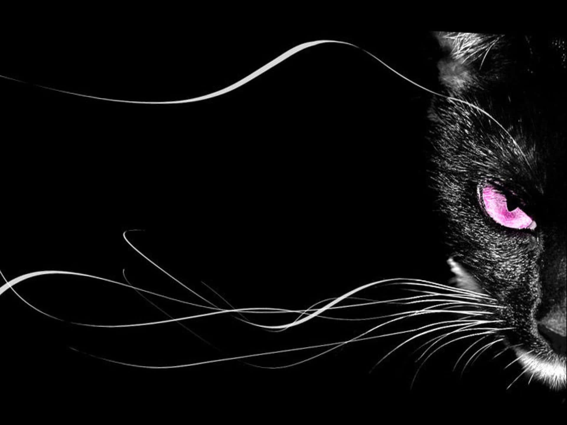Cat Eyes 桌布 壁紙 — 一隻黑貓的臉從黑暗中浮現，帶有發光的粉紅色眼睛和飄逸的白色鬍鬚，背景是純黑色。