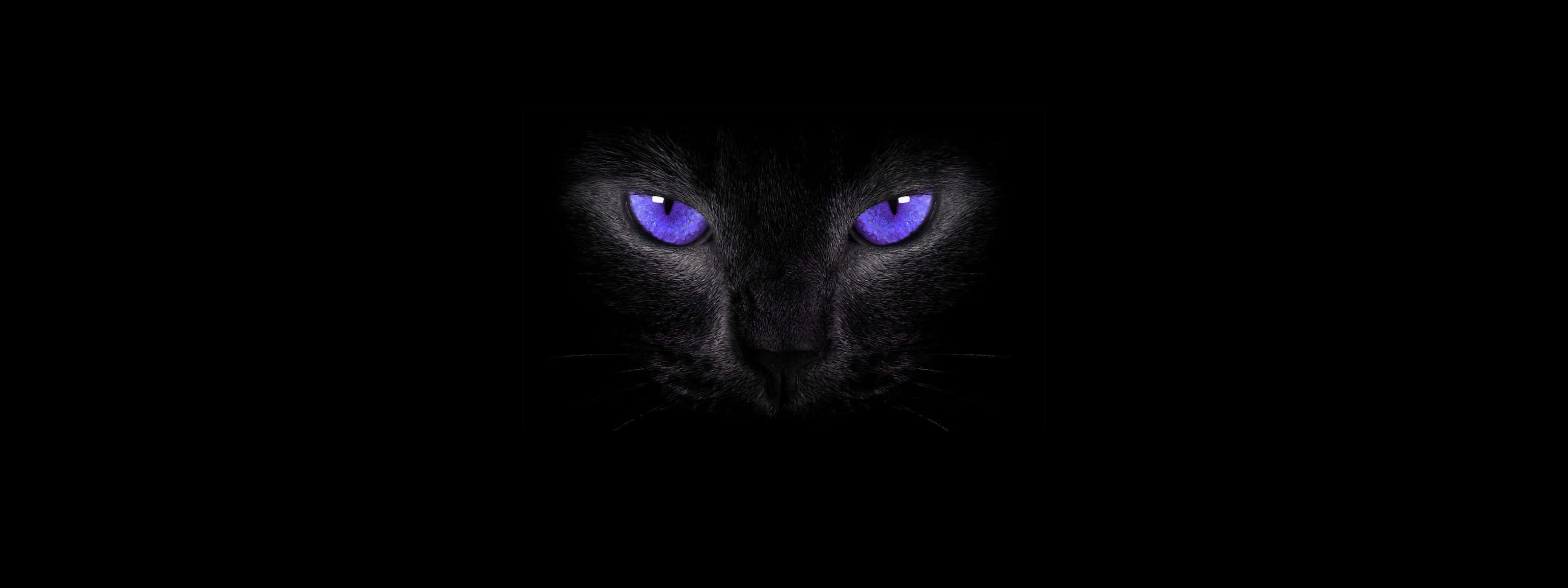 Cat Eyes 桌布 壁紙 — 一隻黑貓的臉從黑暗中浮現，紫色的眼睛發光，強烈地向前凝視。