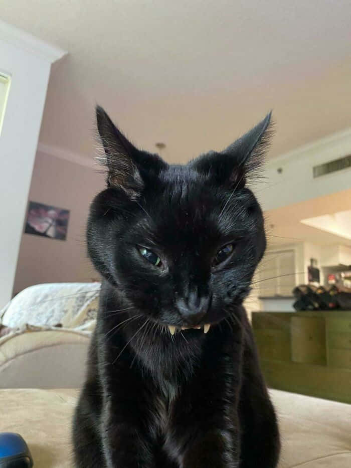 Crazy Cat 桌布 壁紙 — 一隻黑貓眼睛發光，露出尖牙，在柔和光線的房間裡從沙發上緊盯著鏡頭。