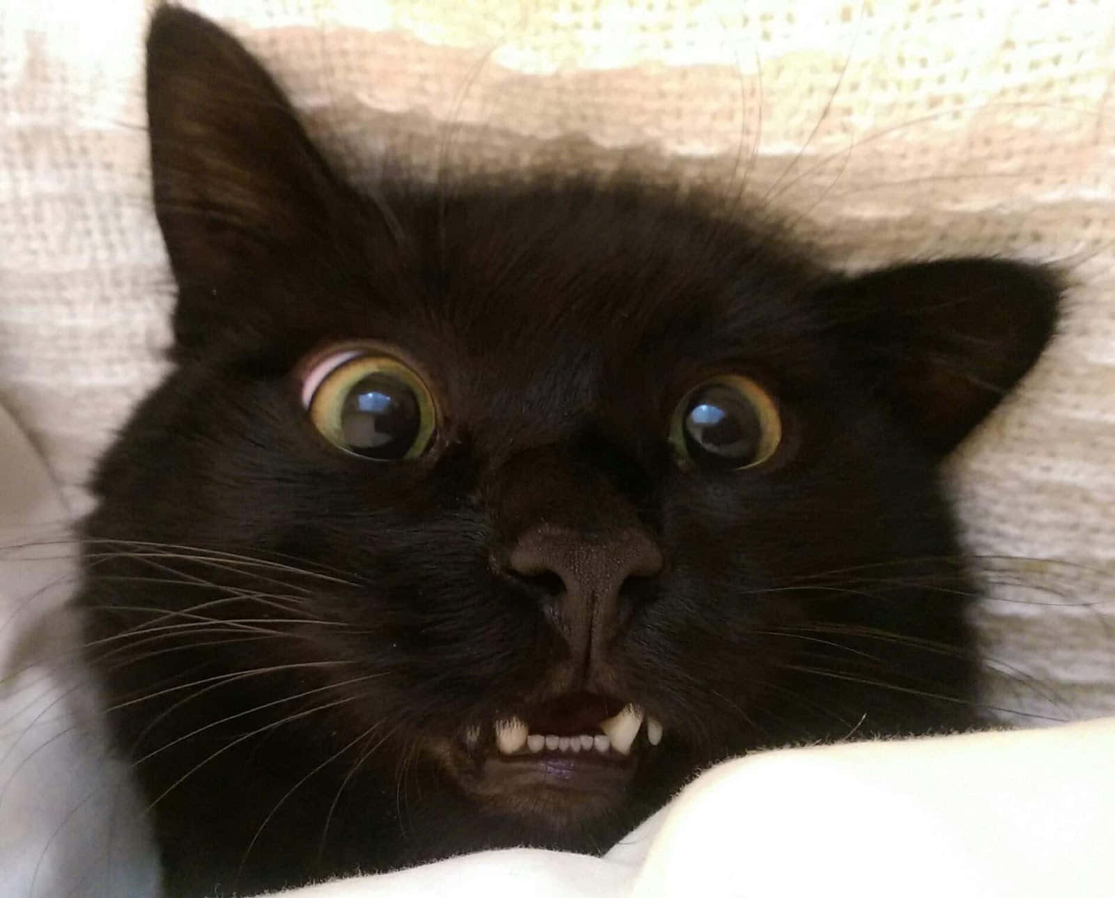 Silly Cat 桌布 壁紙 — 一隻黑貓瞪大眼睛、露出牙齒，近距離凝視鏡頭的特寫。