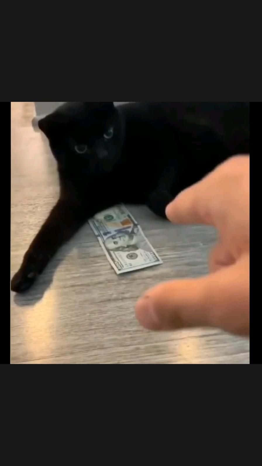 Crazy Cat 桌布 壁紙 — 一隻黑貓躺在木地板上，旁邊有一張一美元鈔票，一隻手指向它。