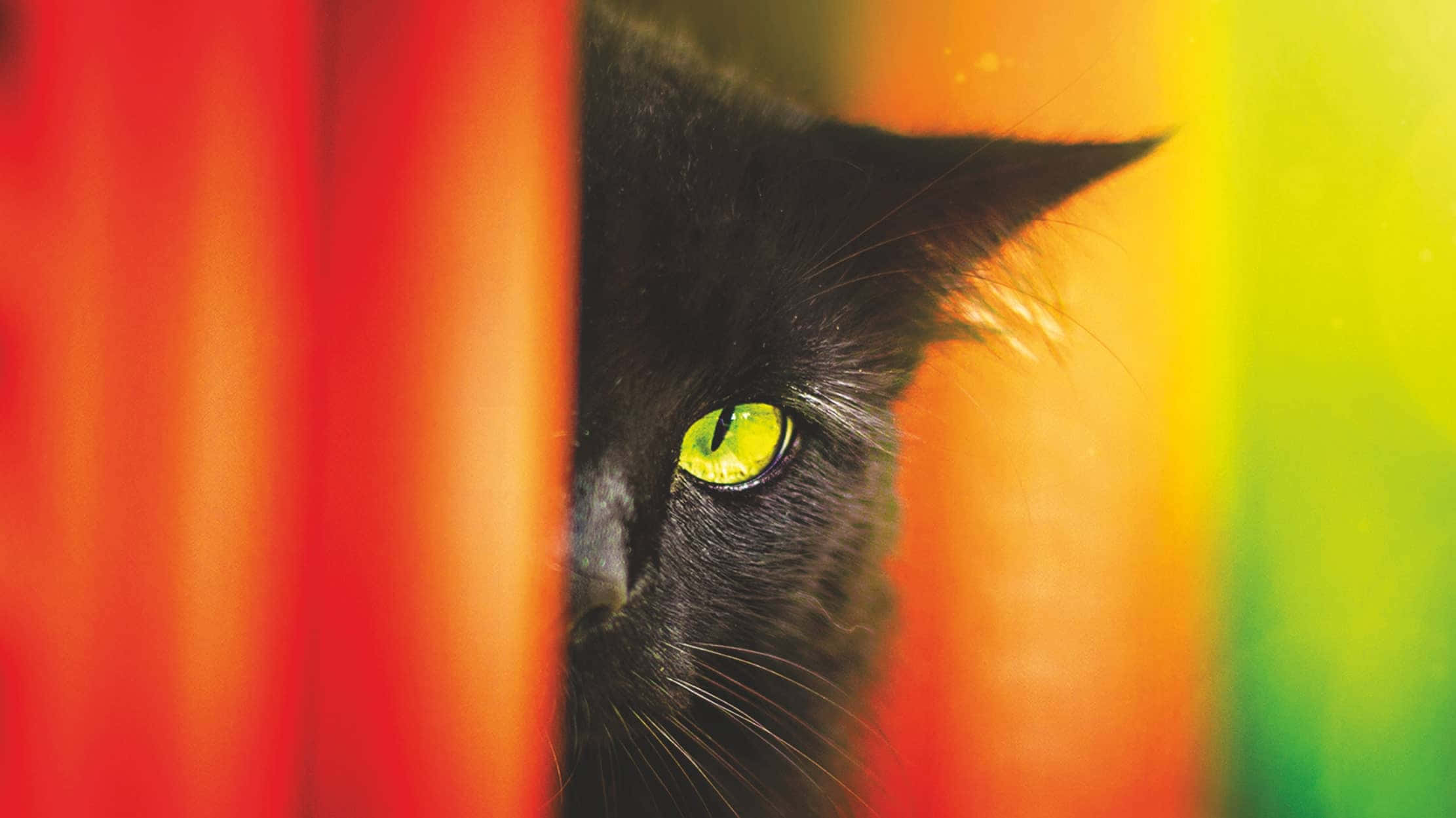 Cat Eyes 桌布 壁紙 — 一隻黑貓透過色彩繽紛的垂直百葉窗窺視，擁有發光的綠色眼睛，背景是溫暖的漸變色。