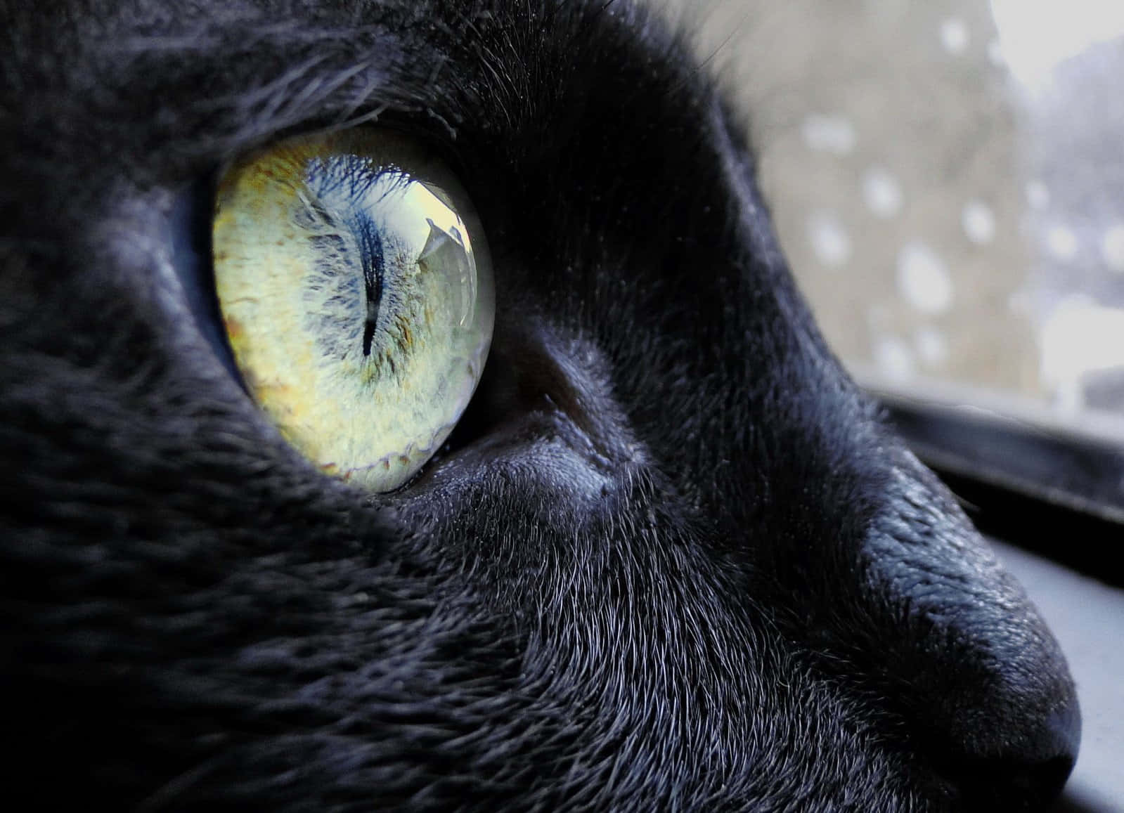 Cat Eyes 桌布 壁紙 — 一隻黑貓鮮綠色眼睛的特寫，反射窗外光線和雪花。