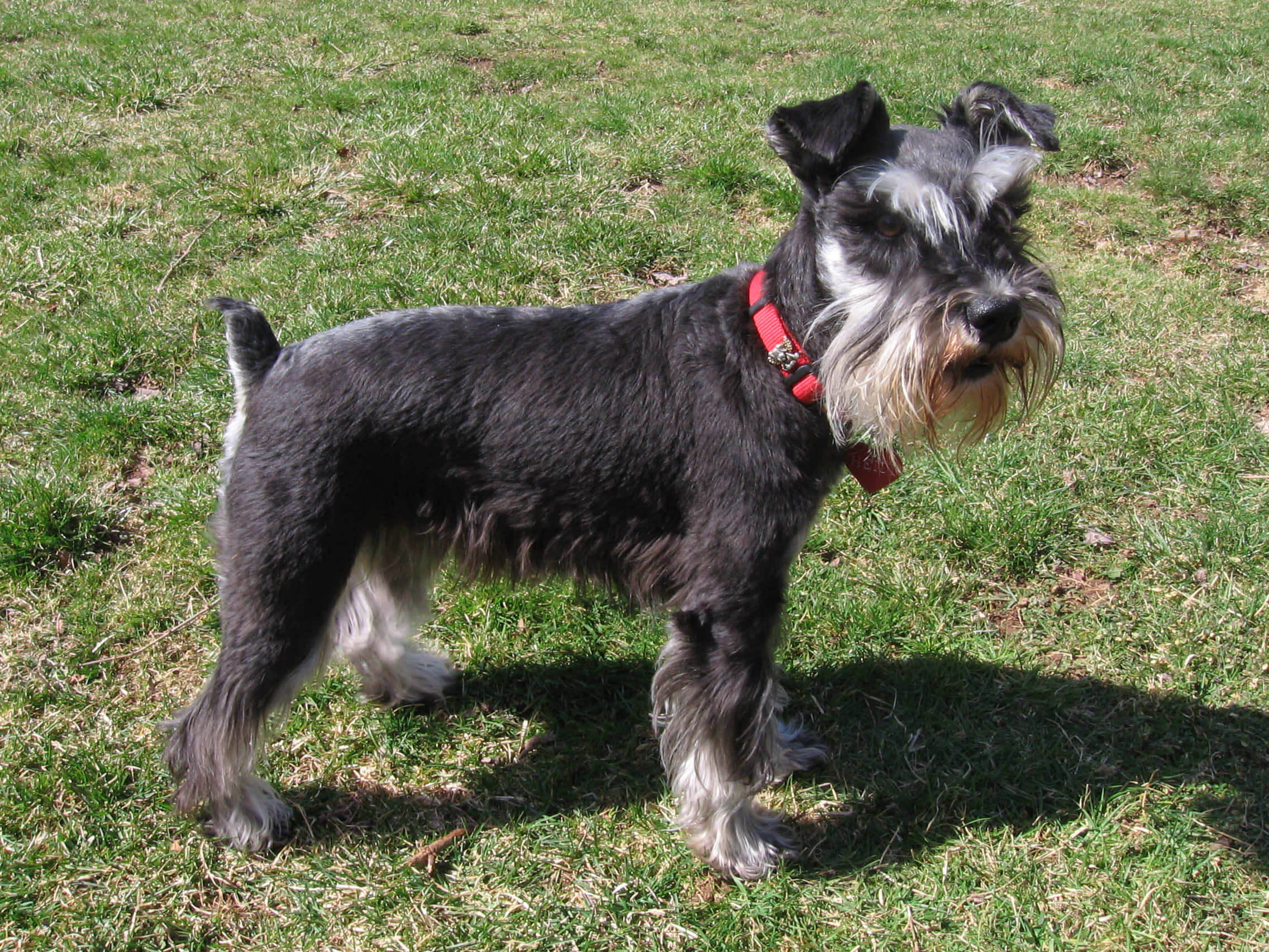 Schnauzer 桌布 壁紙 — 一隻黑銀色迷你雪納瑞犬戴著紅色項圈，警覺地站在陽光普照的綠色草地上。