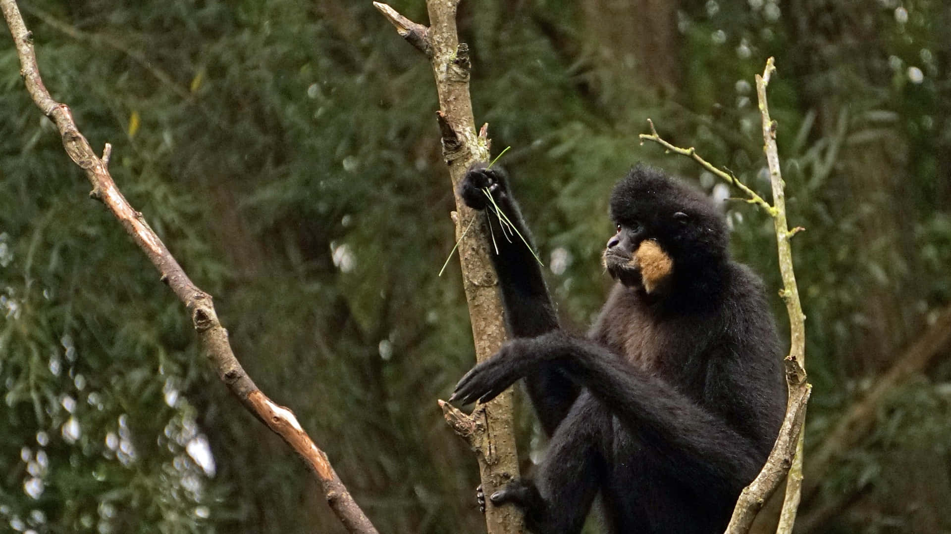 1080p Gibbon 桌布 壁紙 — 一隻黑長臂猿，臉部呈棕褐色，坐在茂密綠色森林的樹枝上，手裡拿著草。