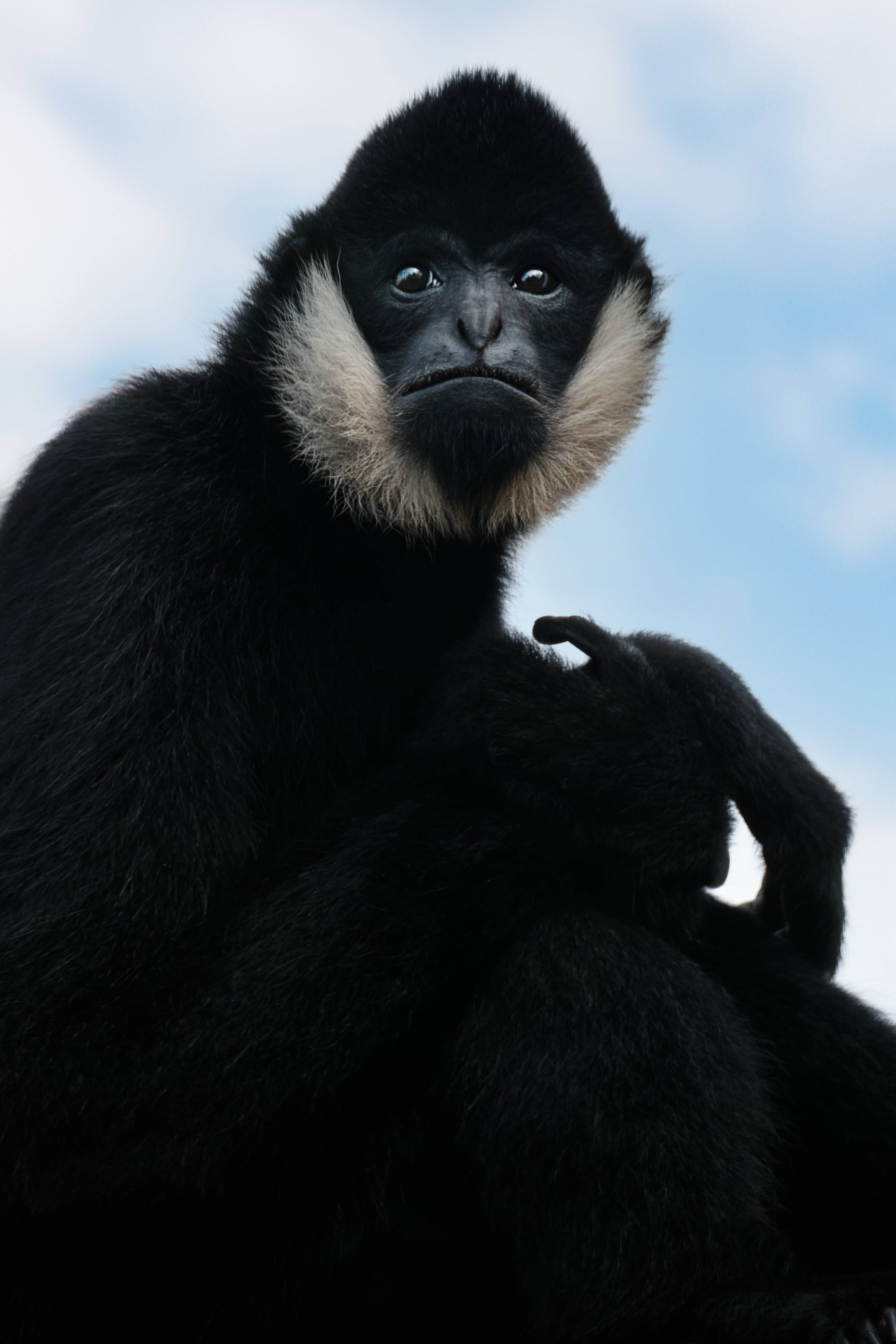 Gibbon 桌布 壁紙 — 一隻黑長臂猿特寫，帶有白色毛領，在柔和的藍天下凝視著。