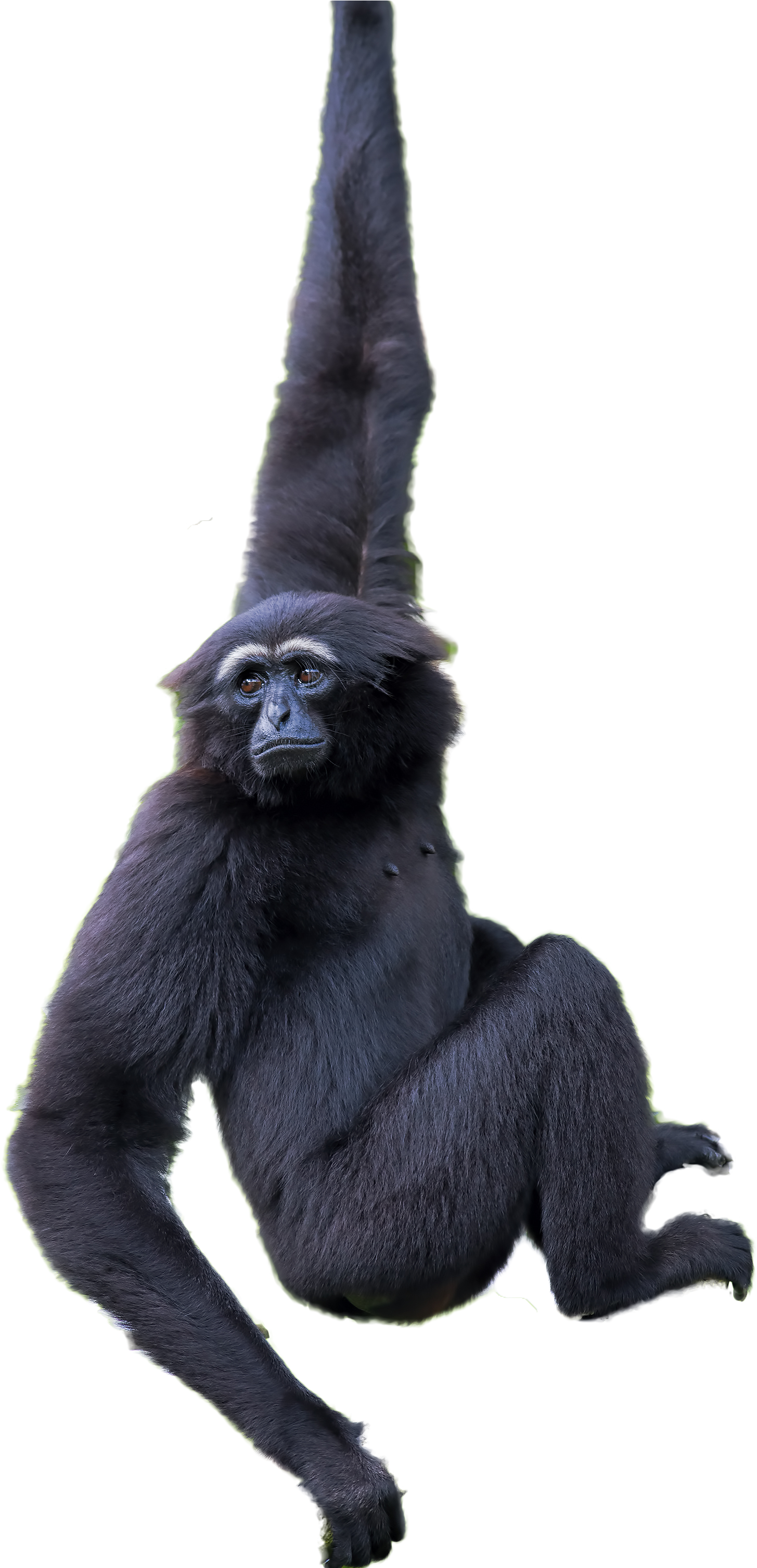 Gorilla 桌布 壁紙 — 一隻黑長臂猿用一隻手臂優雅地懸掛在帶有微妙綠色輪廓的純黑色背景上。