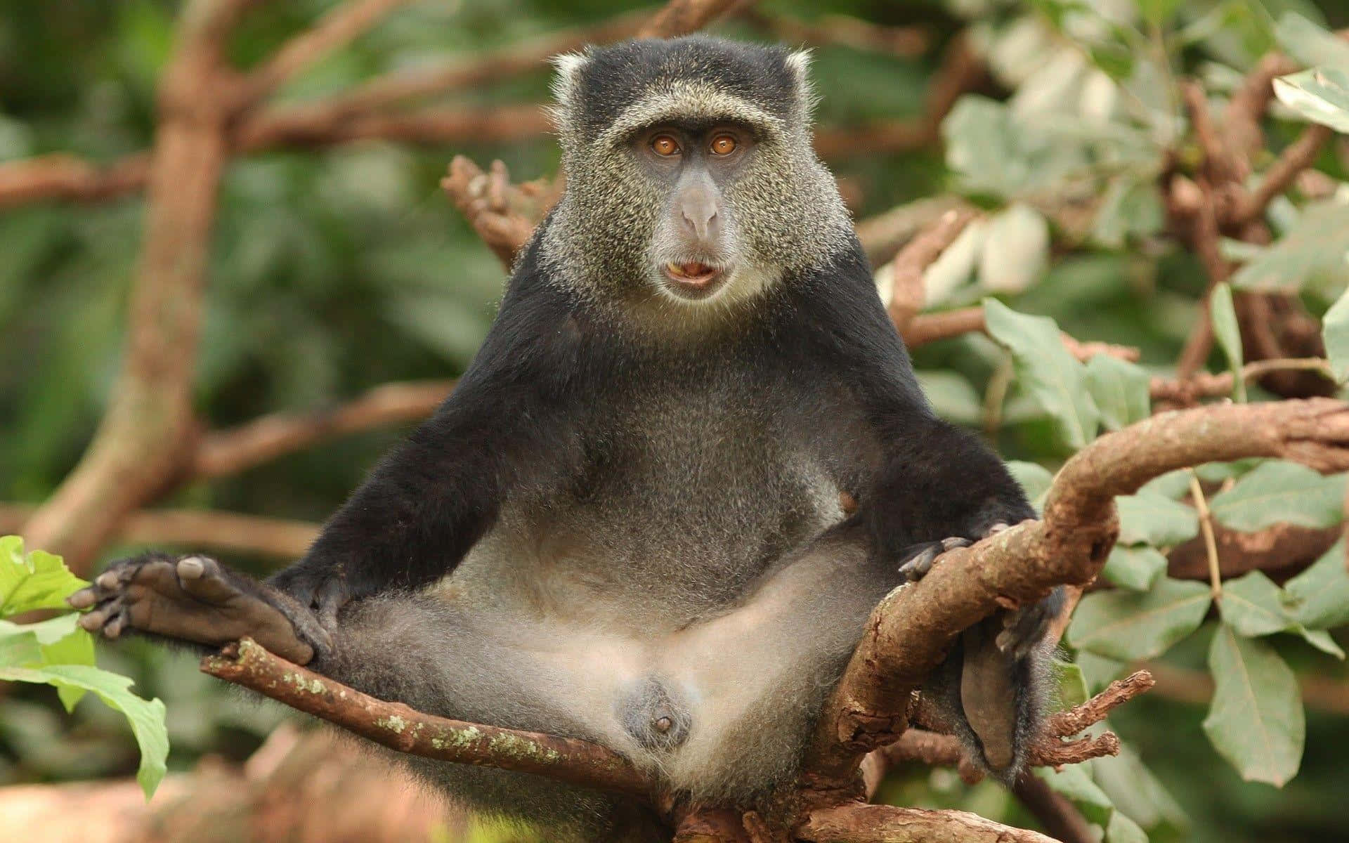 Monkey Funny 桌布 壁紙 — 一隻黑面猴有橙色眼睛，棲息在樹枝上，周圍是綠色樹葉的特寫。