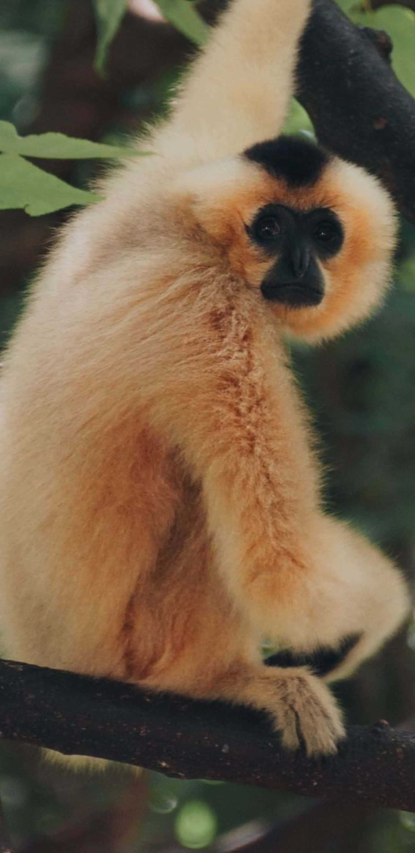 Pixel 3xl Gibbon 桌布 壁紙 — 一隻黑面金長臂猿棲息在樹枝上，周圍被綠葉環繞的特寫。