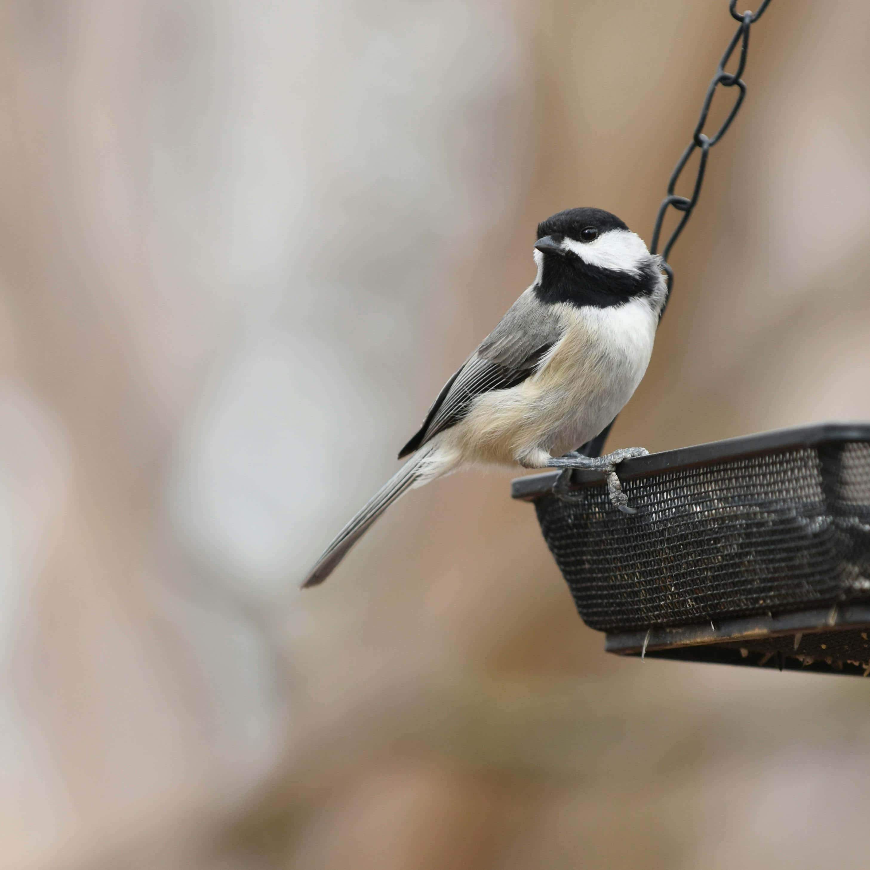 Swallow Bird 桌布 壁紙 — 一隻黑頂山雀警覺地棲息在一個懸掛的網狀鳥食器上，背景是柔和模糊的林地。