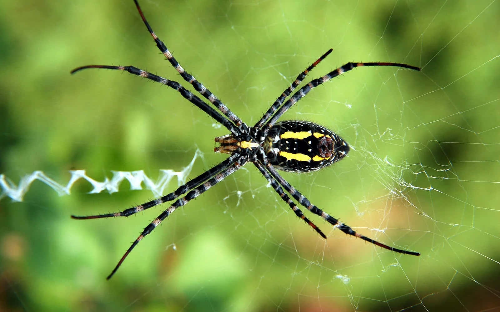 Spider 桌布 壁紙 — 一隻黑黃相間的條紋蜘蛛坐在其複雜的蜘蛛網中央，背景是柔和的綠色模糊背景。