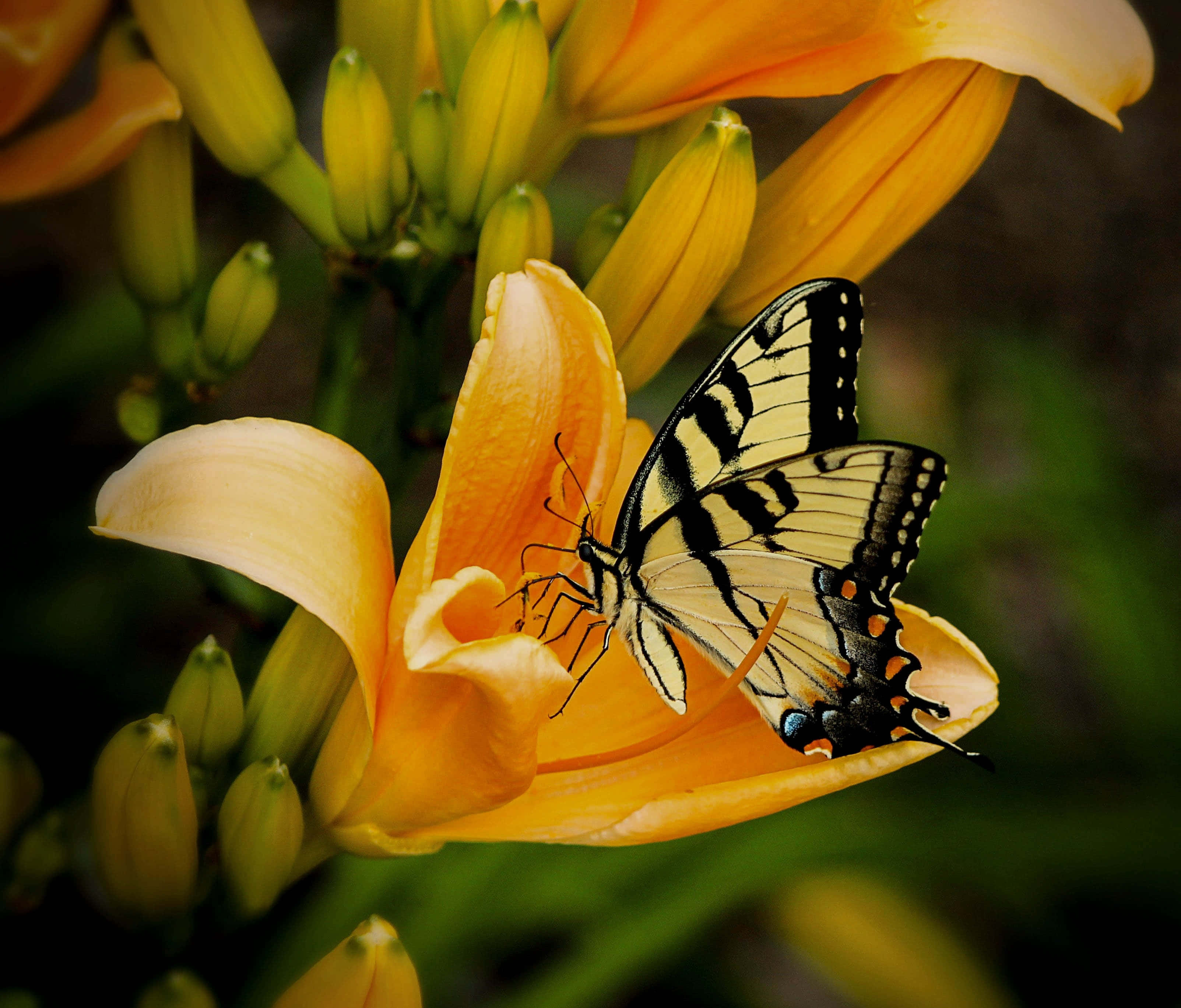 Butterfly Yellow 桌布 壁紙 — 一隻黑黃色的燕尾蝶輕柔地停在一朵鮮豔的橙色百合花瓣上，背景有綠色的花蕾，呈現柔和焦點。