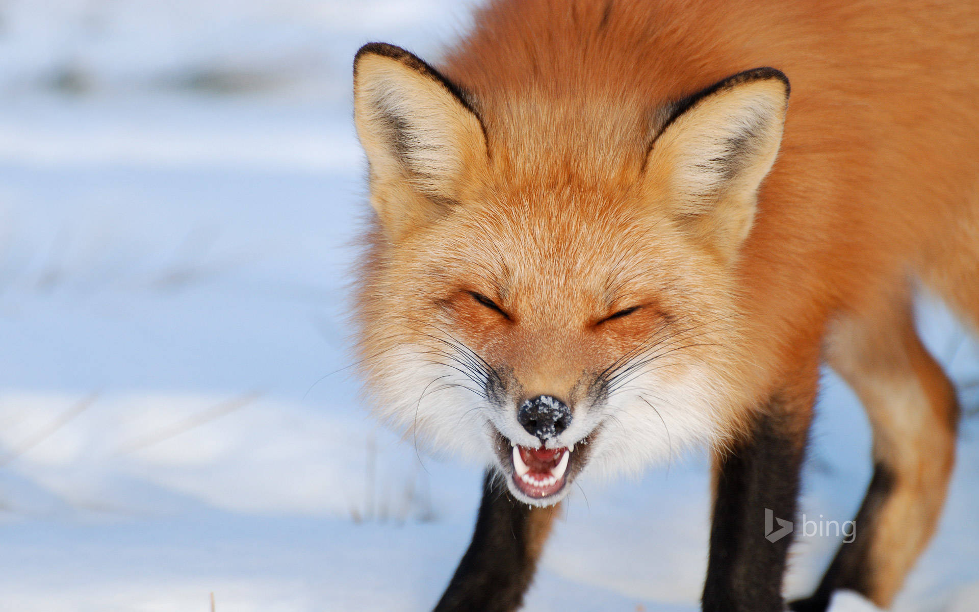 cute kawaii fox 桌布 壁紙 — 一隻鼻子上有雪的紅狐在明亮的日光下於雪地中張大嘴巴打呵欠。