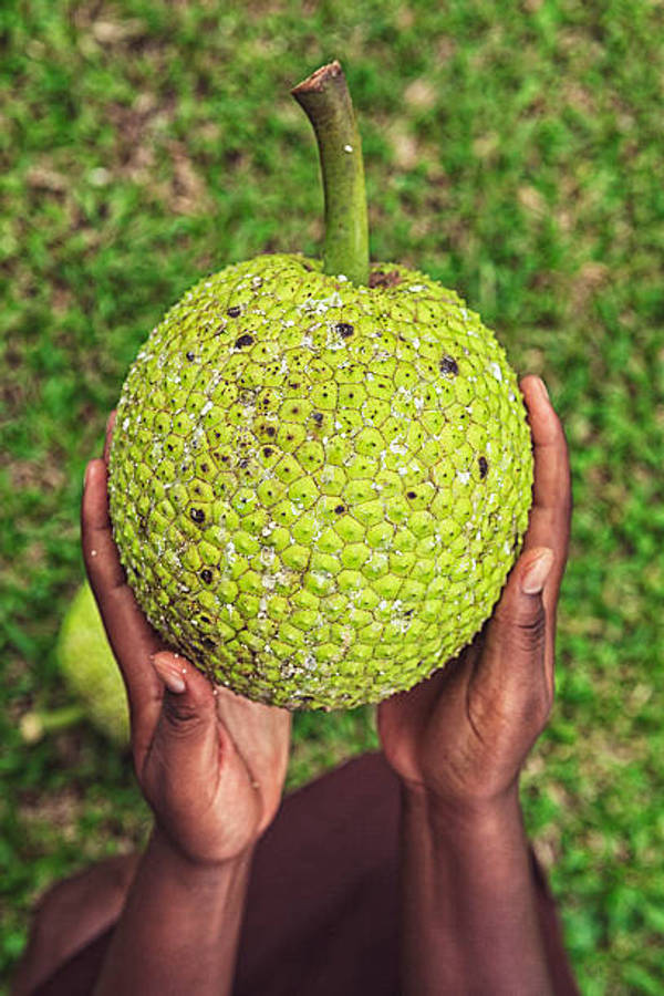 Fruits 桌布 壁紙 — 一雙手捧著一個帶刺的大綠色麵包果，背景是模糊的草地。