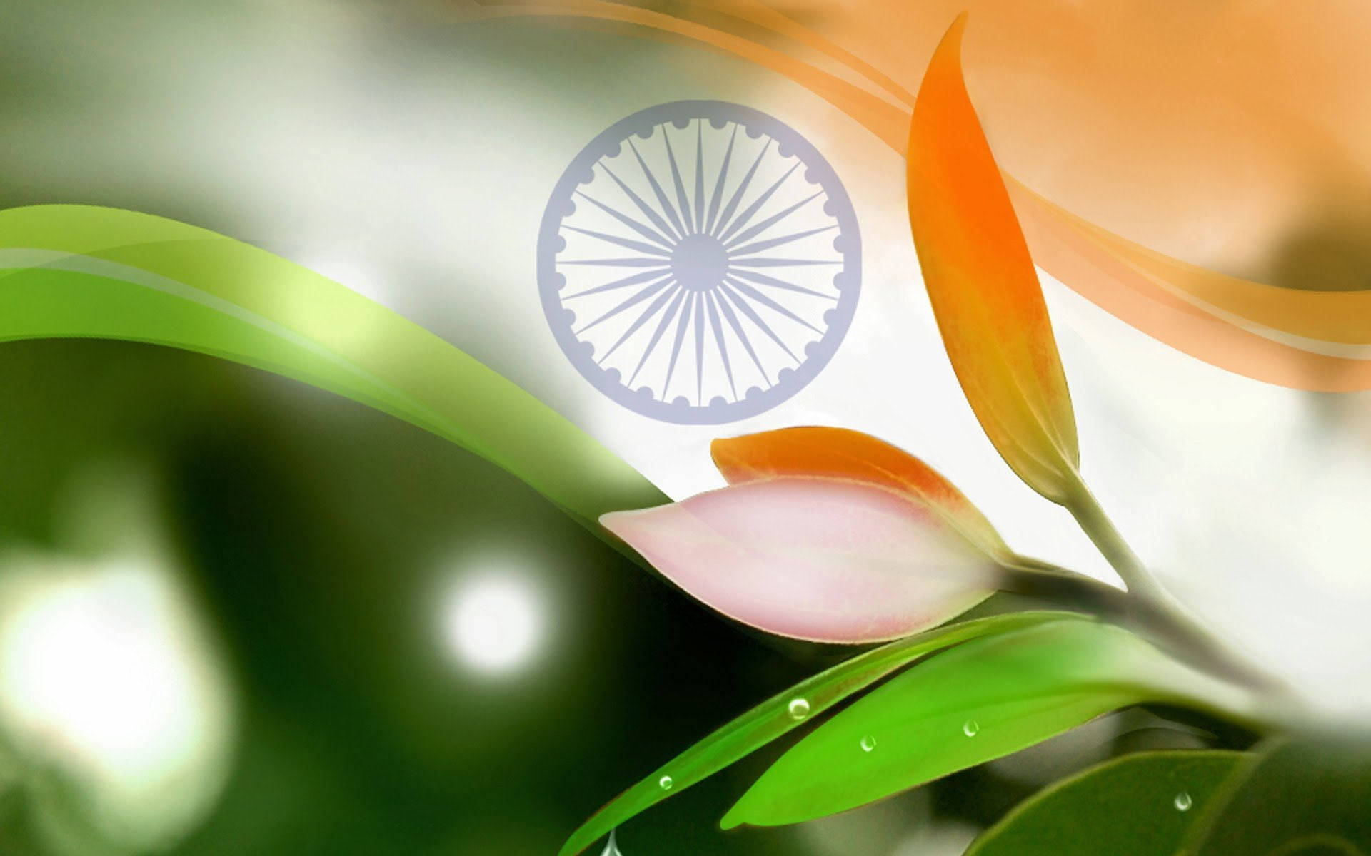 Indian 桌布 壁紙 — 一面充滿活力的印度國旗在清新綠葉和帶有露珠的粉紅花蕾後飄揚。