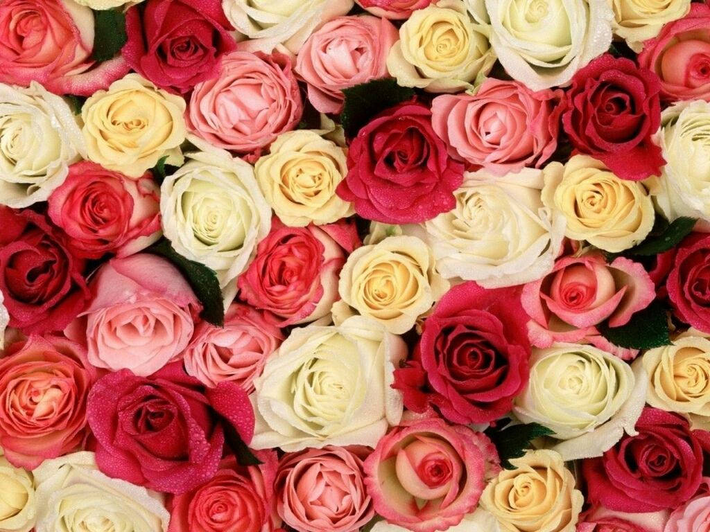 Sunflower And Roses 桌布 壁紙 — 一面密集且充滿活力的玫瑰牆，色調包含粉紅、紅色和奶油色，花瓣上閃爍著露珠。