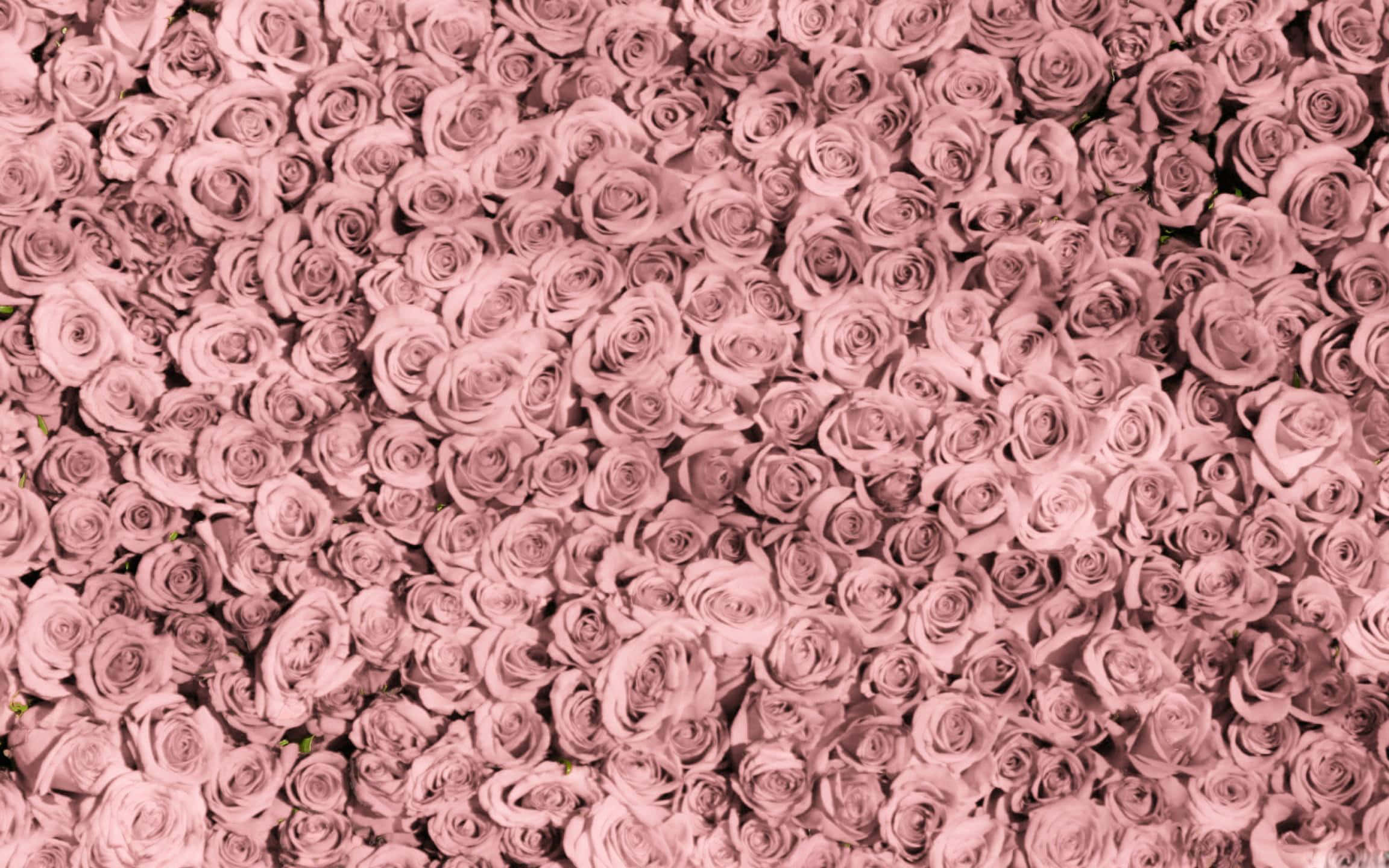 Aesthetic Rose Gold 桌布 壁紙 — 一面密集的柔軟紫紅色玫瑰牆，以精緻的花瓣和微妙的陰影營造出浪漫而奢華的花卉背景。