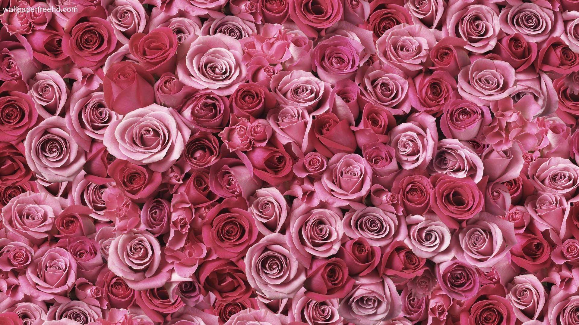Cute Rose Gold 桌布 壁紙 — 一面密集的粉紅色和洋紅色玫瑰盛開的牆，營造出茂盛浪漫的花卉背景。