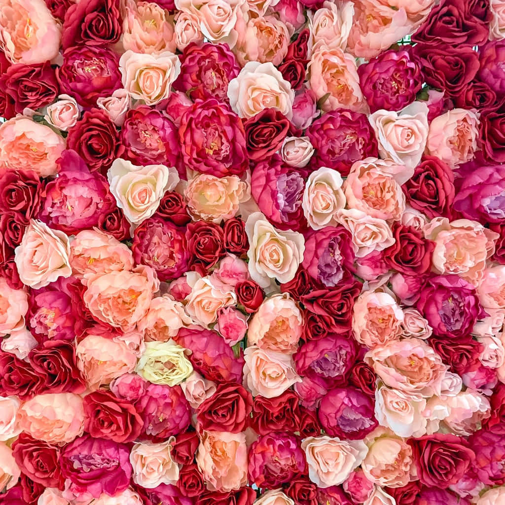 High Resolution Valentines Day 桌布 壁紙 — 一面密集的鮮豔粉紅蜜桃色和深紅色盛開玫瑰，營造出茂盛的花卉掛毯。