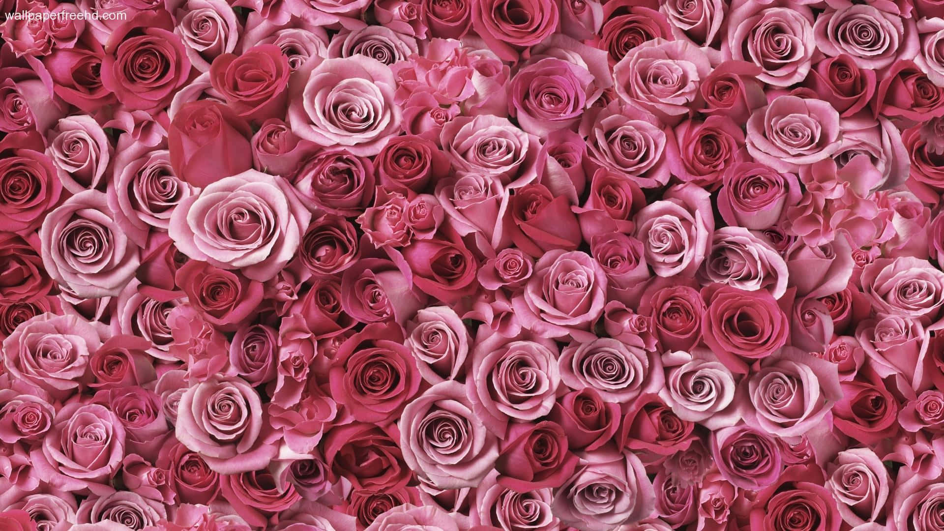Cute Rose 桌布 壁紙 — 一面由粉紅色和洋紅色玫瑰密集盛開組成的牆，營造出茂盛浪漫的花卉背景。