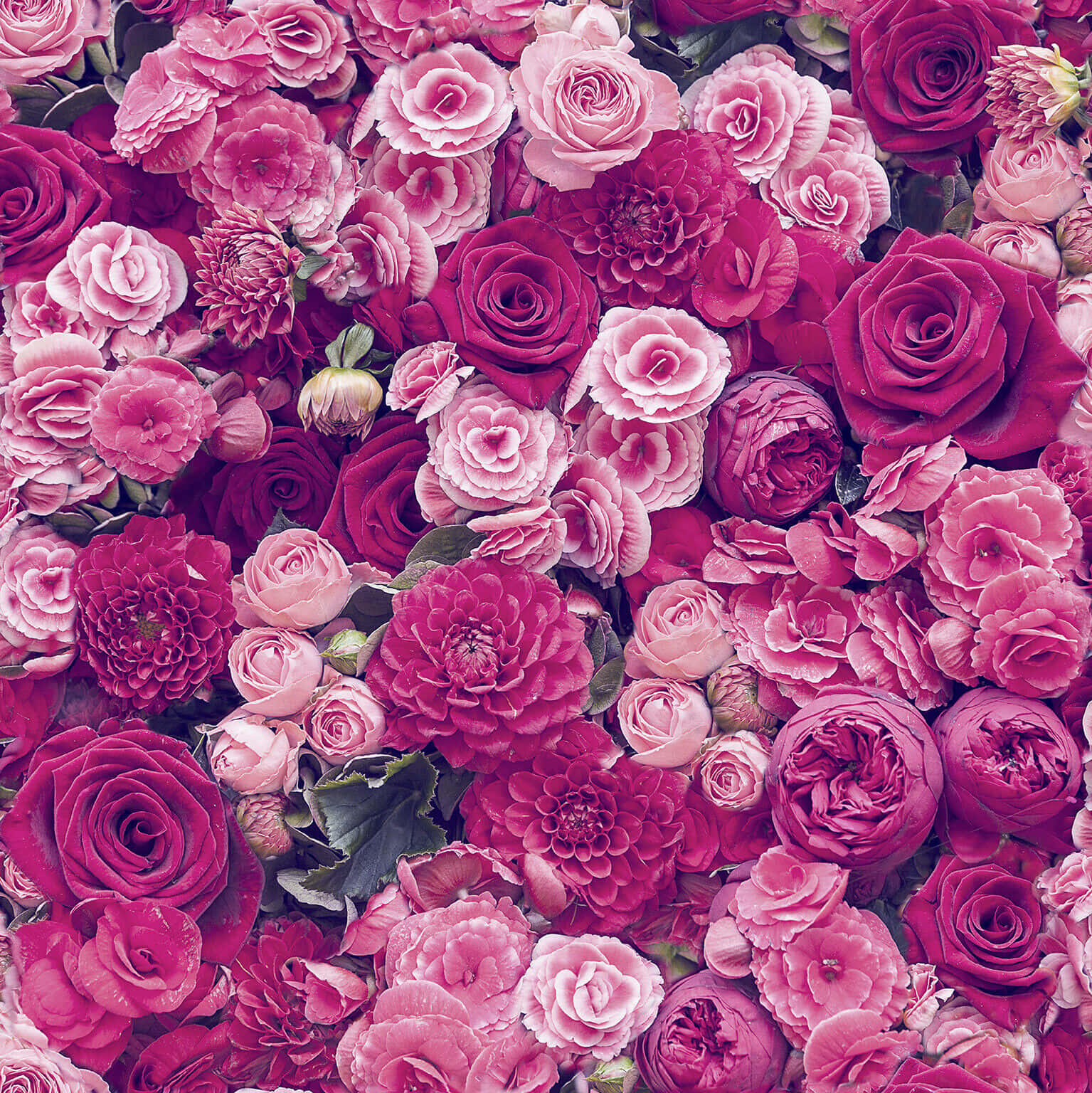 Roses 桌布 壁紙 — 一面茂密濃郁的粉紅色和洋紅色玫瑰與大麗花牆，搭配綠色葉子，色調豐富飽和。