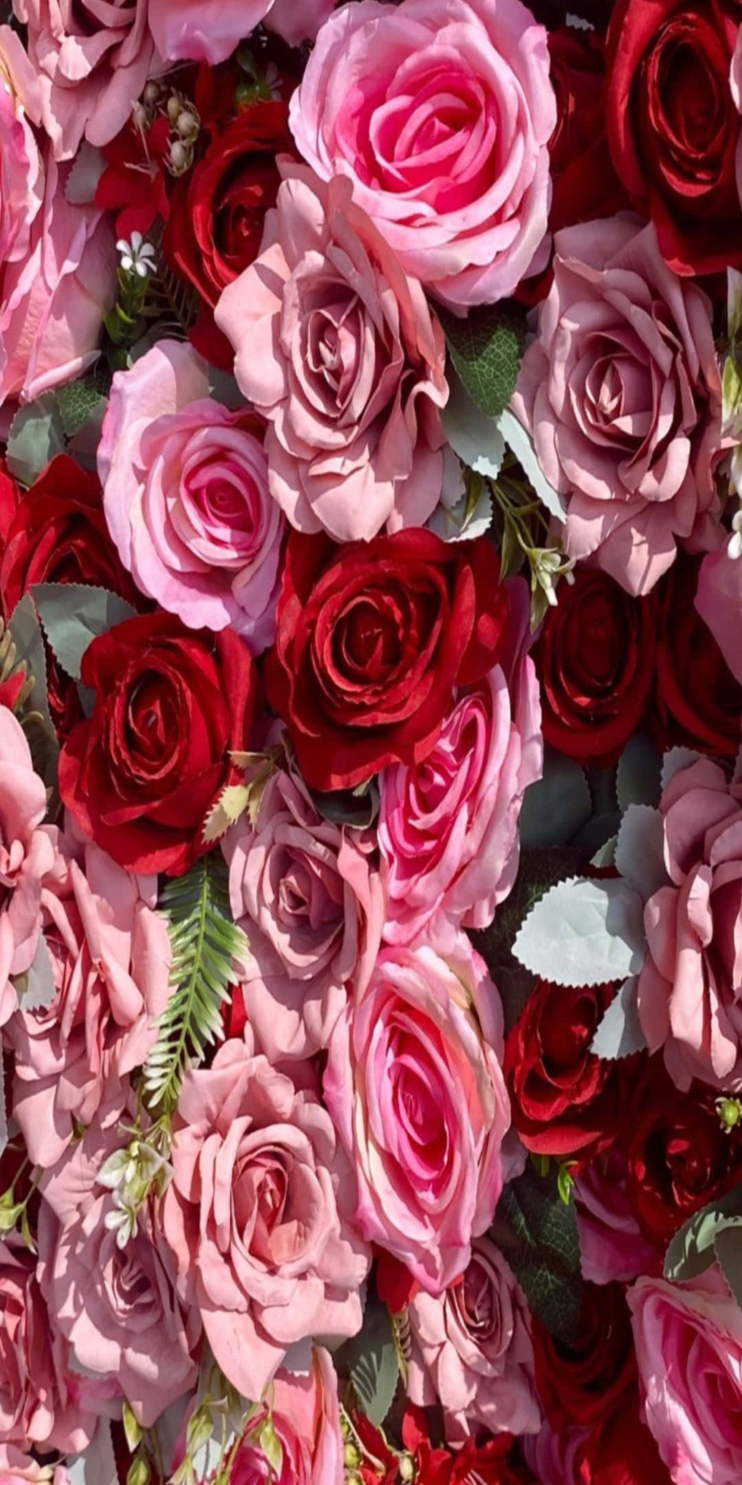 Pixel 3 Roses 桌布 壁紙 — 一面茂密的牆，上面有鮮豔粉紅和深紅玫瑰，配上綠色葉子，在明亮陽光下。