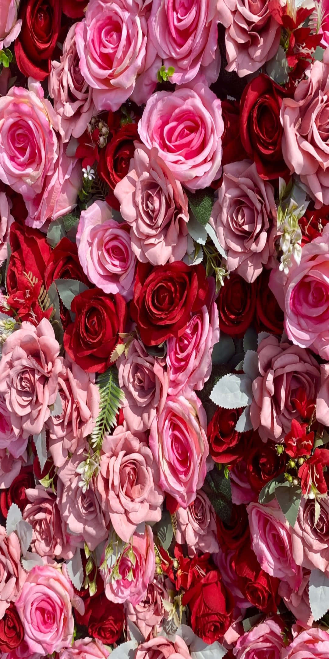 Pixel 3 Roses 桌布 壁紙 — 一面茂密的牆，密密麻麻地覆蓋著鮮豔的粉紅色和深紅色玫瑰，間雜著綠色葉子。