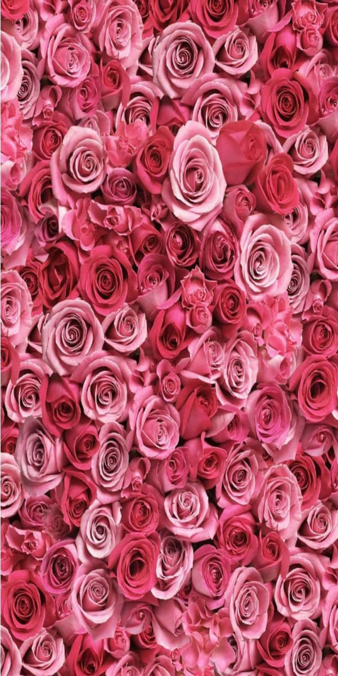 Pixel 3 Roses 桌布 壁紙 — 一面茂密盛開的鮮豔粉紅玫瑰牆，營造出豐盛浪漫的花卉背景。