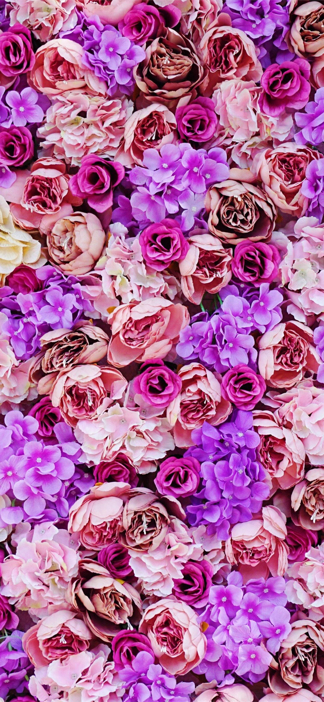 iPhone 11 Purple 桌布 壁紙 — 一面茂密鮮豔的粉紅色和紫色玫瑰與繡球花盛開的牆。