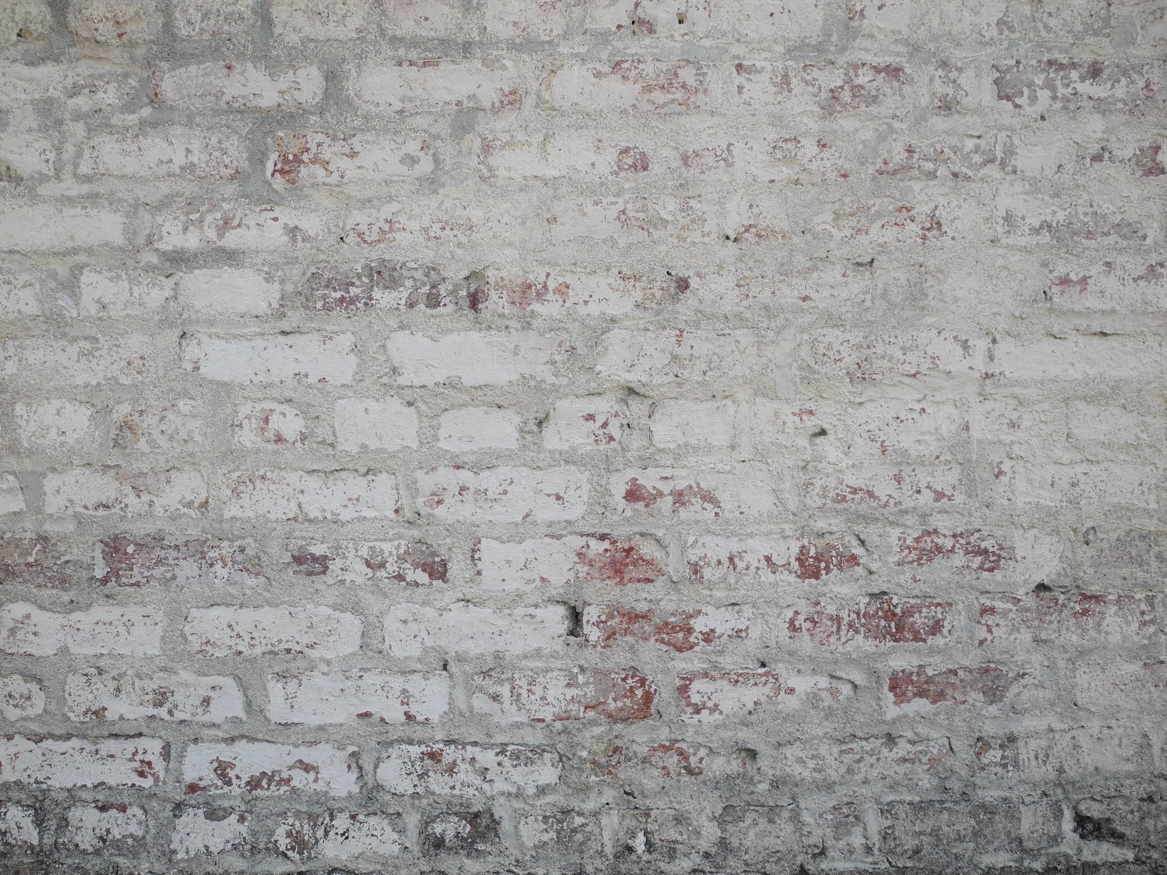 Brick Wall 桌布 壁紙 — 一面風化的磚牆，白色油漆剝落，露出下面褪色的紅磚，呈現質樸的質感。