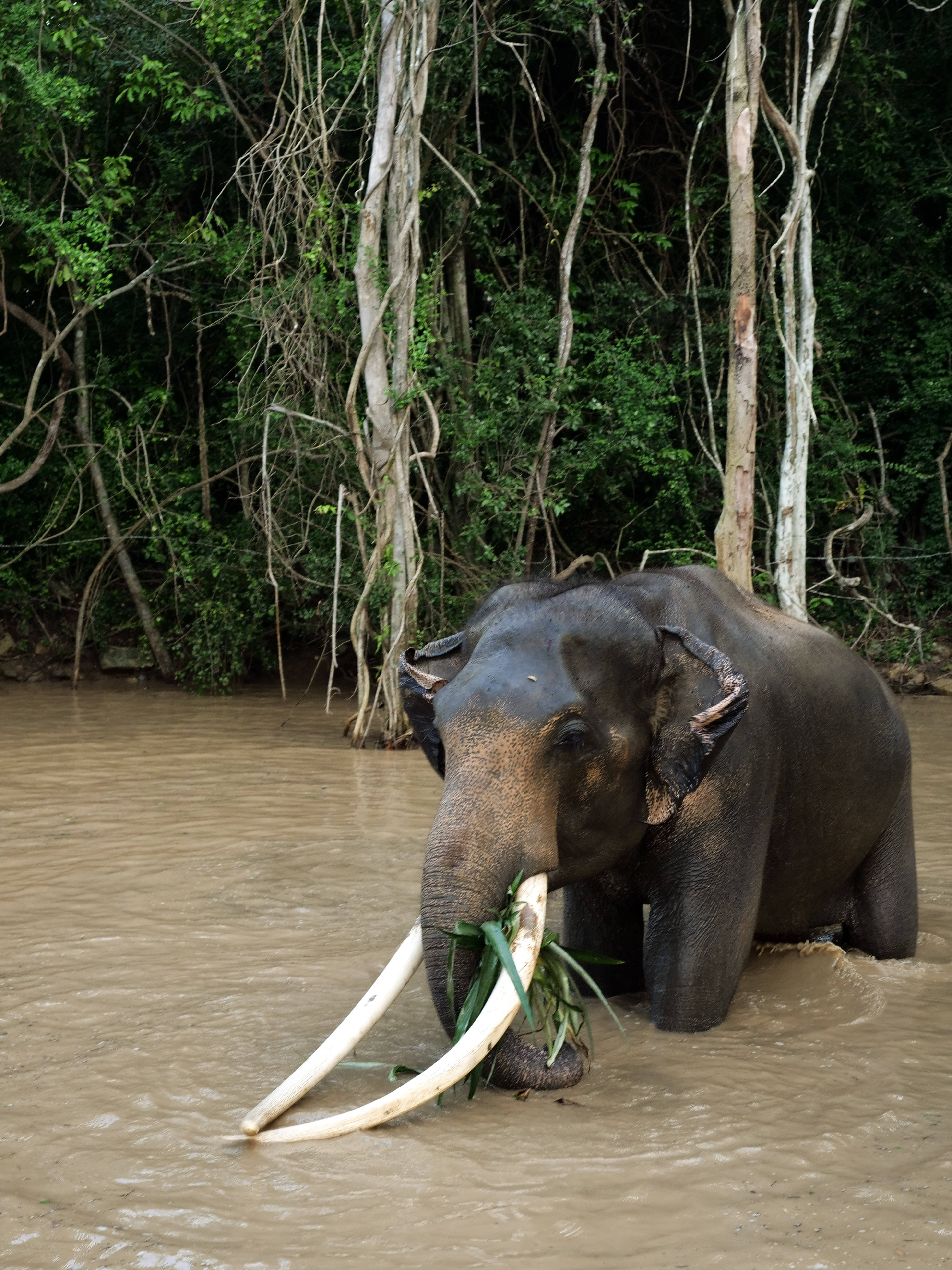 Elephant iPhone 桌布 壁紙 — 一頭亞洲象站在泥濘的水中，用象鼻拿著綠葉，周圍是茂密的叢林樹木。