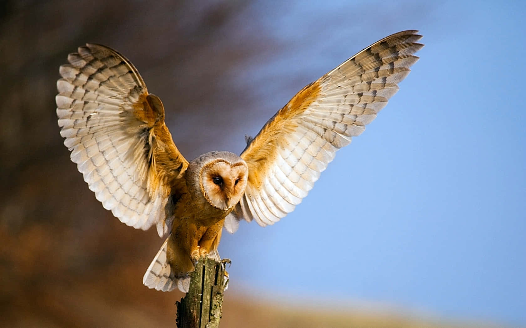 barn owl 桌布 壁紙 — 一頭倉鴞在風化的木柱上展開寬闊的翅膀，背景是清澈的藍天。