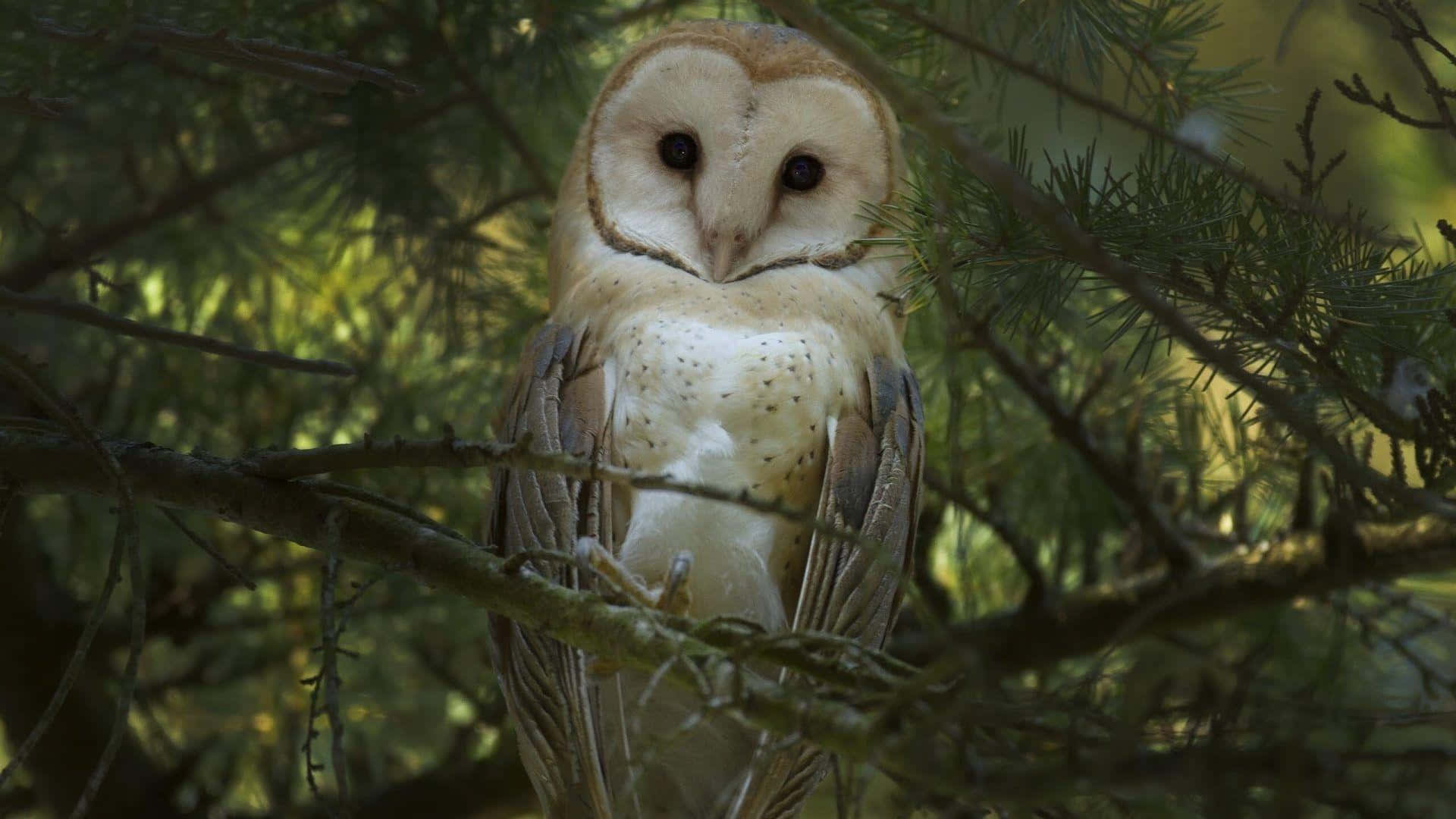 barn owl 桌布 壁紙 — 一頭倉鴞警覺地棲息在樹枝上，周圍是茂密的綠色松針，沐浴在柔和斑駁的陽光中。