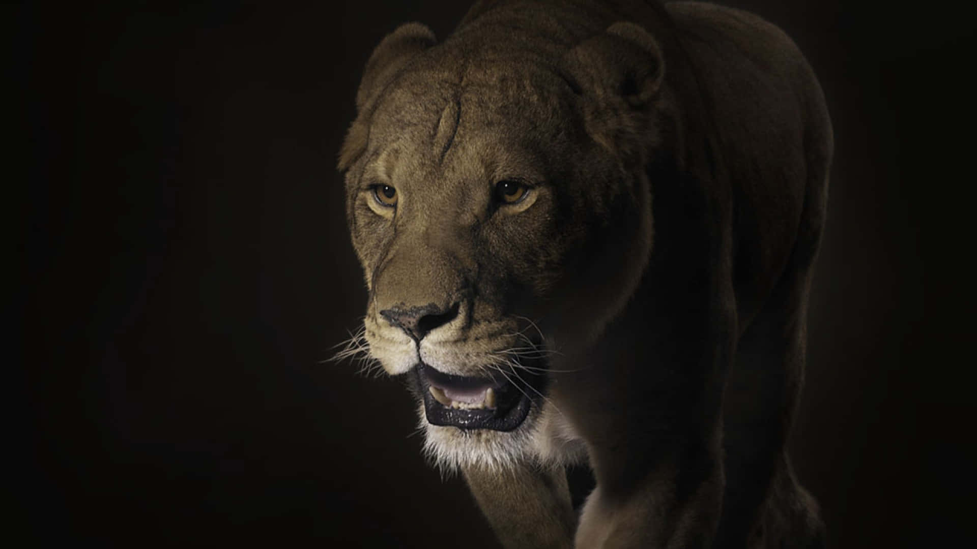 Lion Head 桌布 壁紙 — 一頭兇猛的母獅，雙眼發光，露出牙齒，在漆黑的背景下向前邁進。