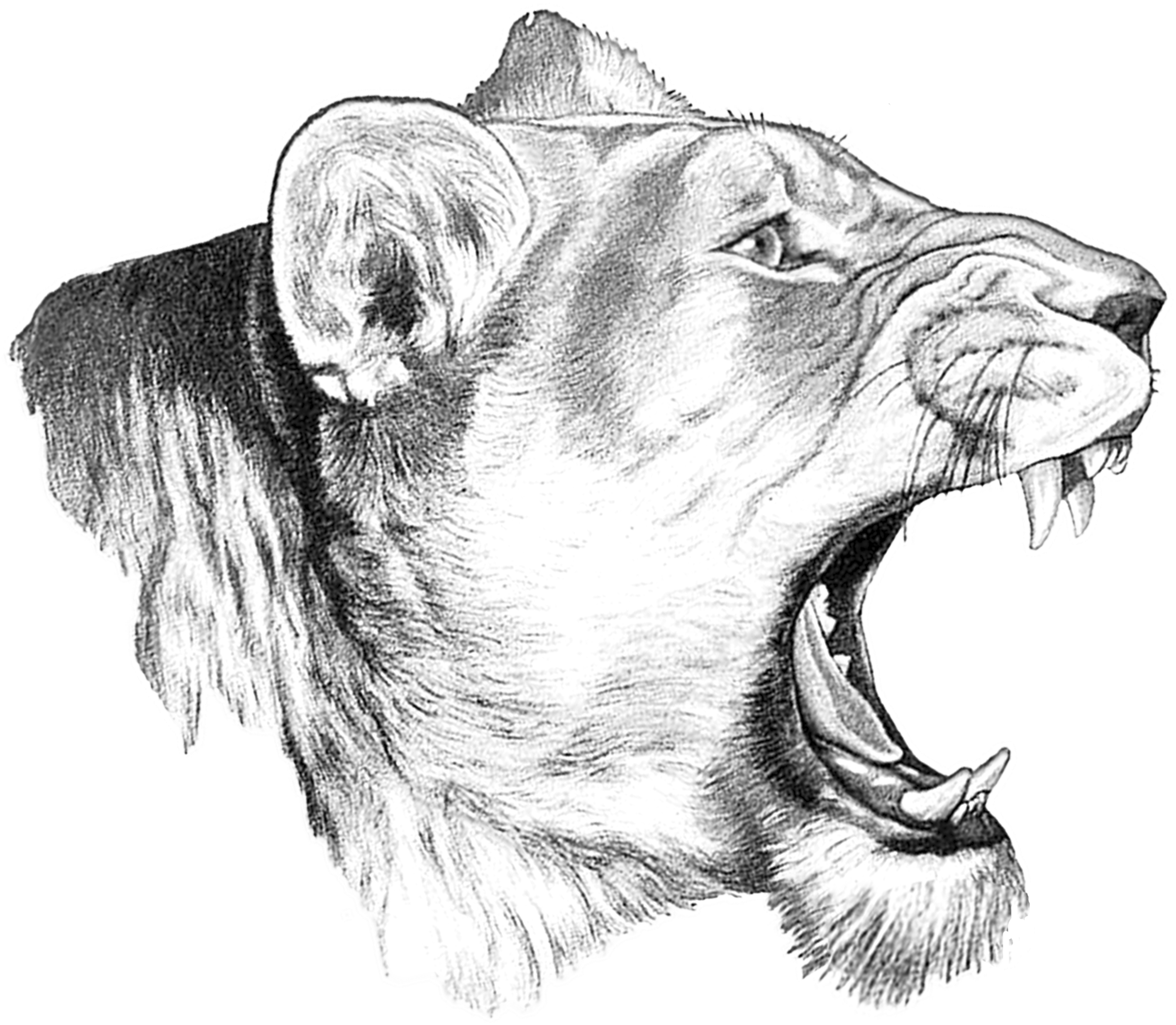 Lioness 桌布 壁紙 — 一頭兇猛的母獅張牙露齒咆哮，以細緻的黑白素描呈現，背景為純黑色。