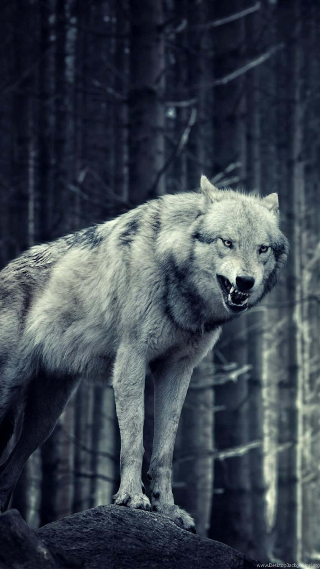 Wolf Aesthetic 桌布 壁紙 — 一頭兇猛的灰狼站在黑暗森林中的岩石上，在憂鬱的藍色燈光下齜牙咧嘴，眼睛發光。