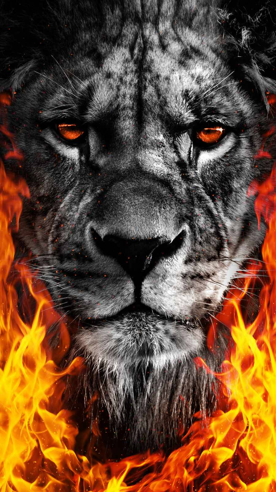 Lion Head 桌布 壁紙 — 一頭兇猛的獅子臉部以灰階呈現，被咆哮的火焰包圍，散發著橙色光芒的眼睛凝視著。