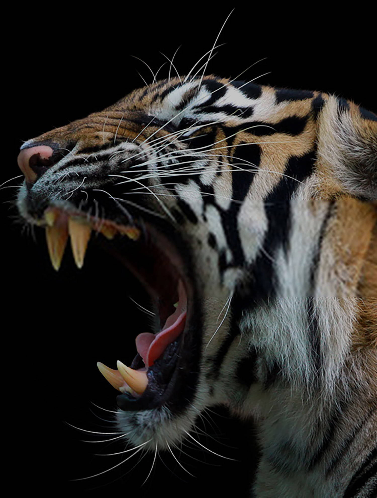 Tiger iPhone 桌布 壁紙 — 一頭兇猛的老虎在純黑背景下張牙咆哮，捕捉原始的力量與強度。