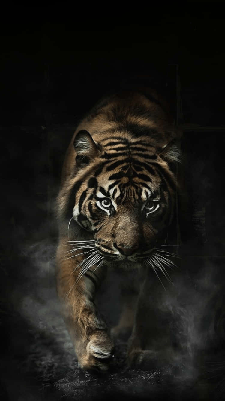 Tiger Phone 桌布 壁紙 — 一頭兇猛的老虎在黑暗背景下，穿過迷霧，雙眼發光，向前邁進。