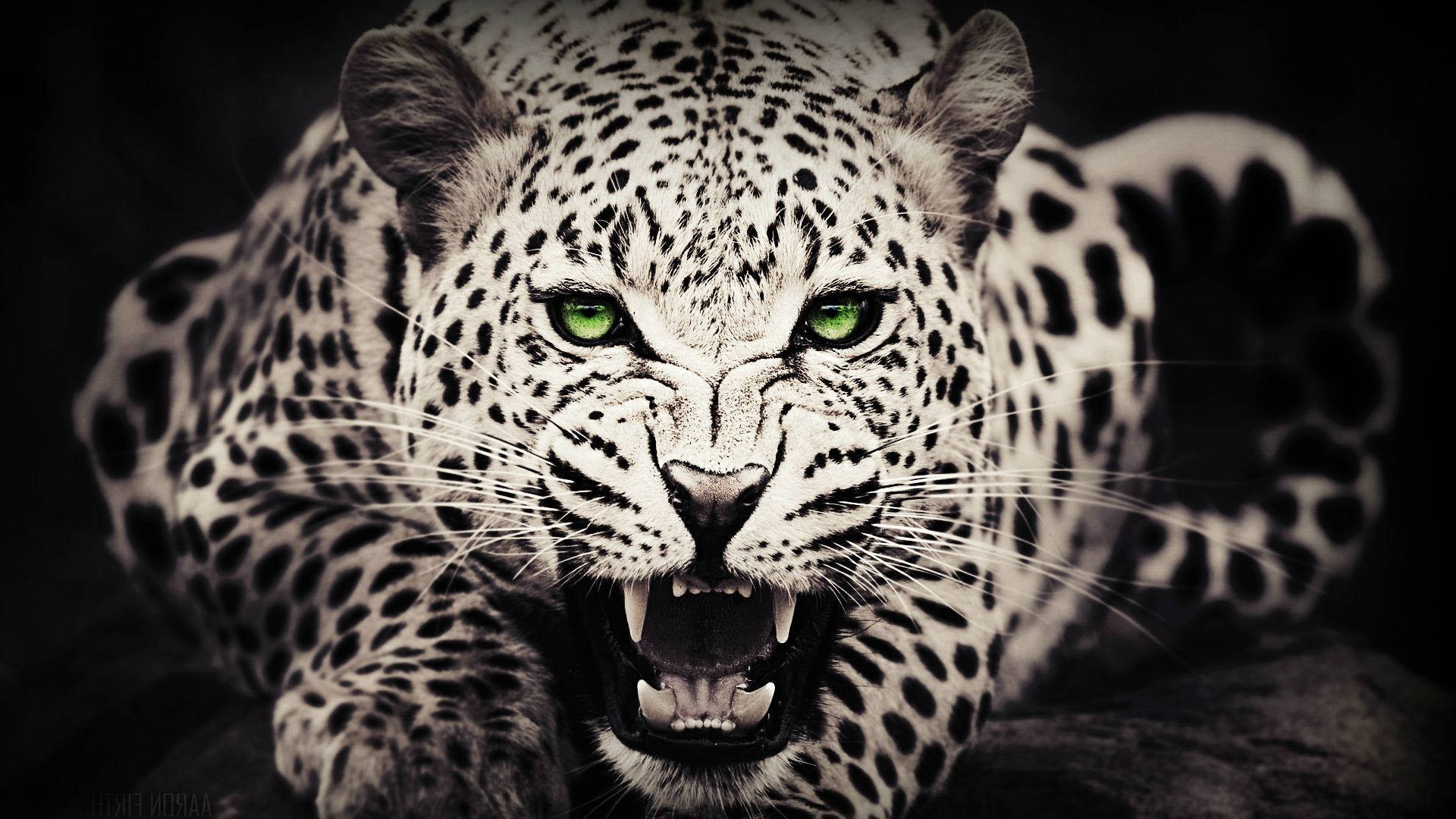 Cheetah 桌布 壁紙 — 一頭兇猛的花豹，雙眼發出綠光，在黑暗背景下直接對著鏡頭咆哮。